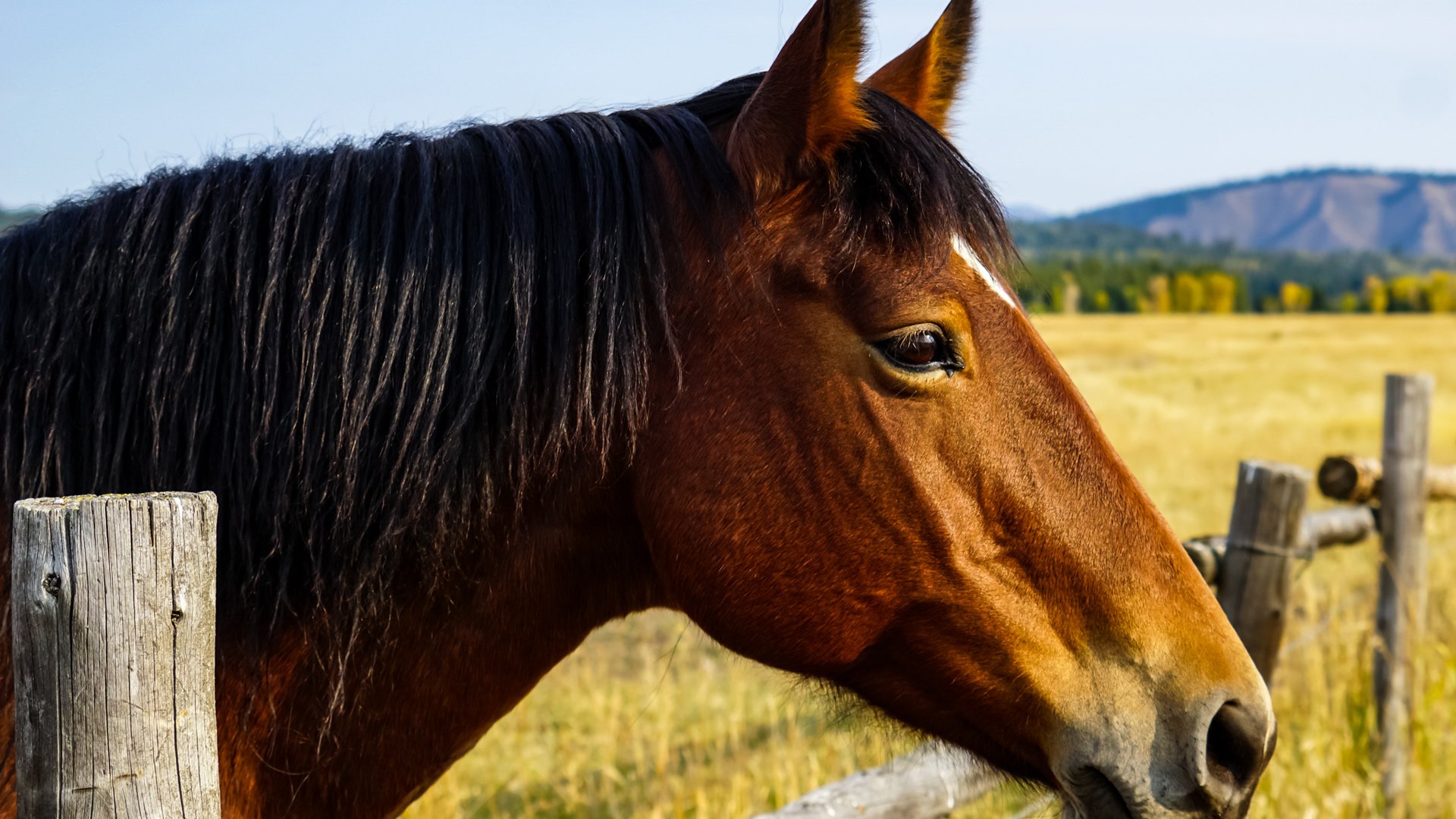Обои лошадь, природа, забор, horse, nature, the fence разрешение 2040x1632 Загрузить
