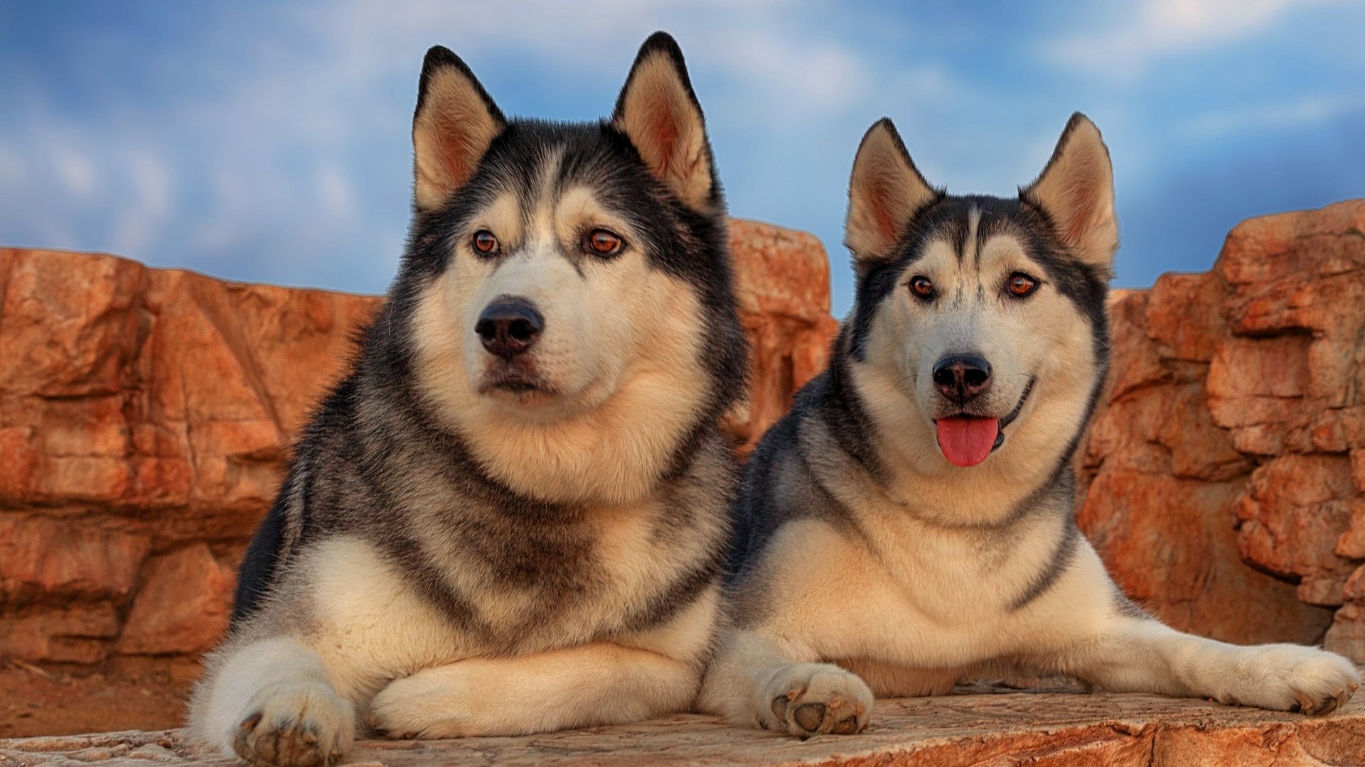 Обои портрет, парочка, хаски, собаки, portrait, a couple, husky, dogs разрешение 2048x1365 Загрузить