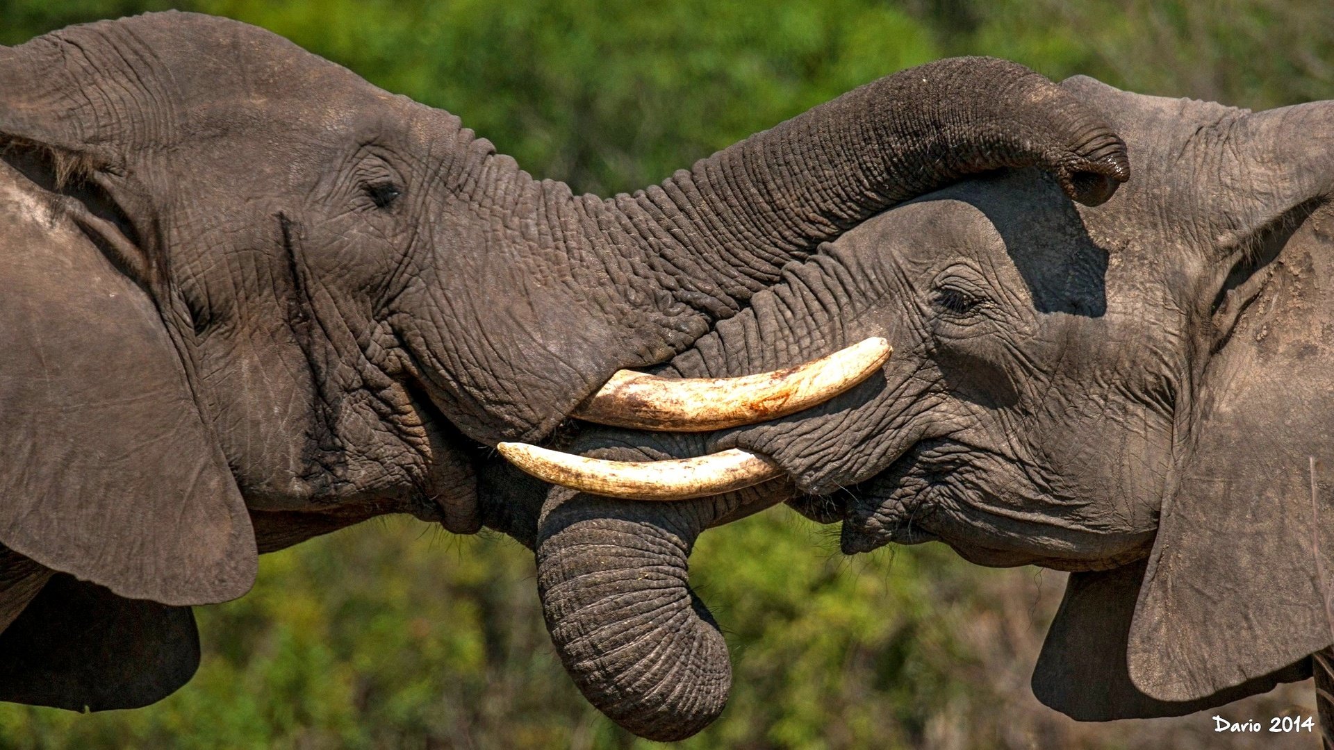 Обои пара, слоны, хобот, бивни, pair, elephants, trunk, tusks разрешение 2222x1250 Загрузить