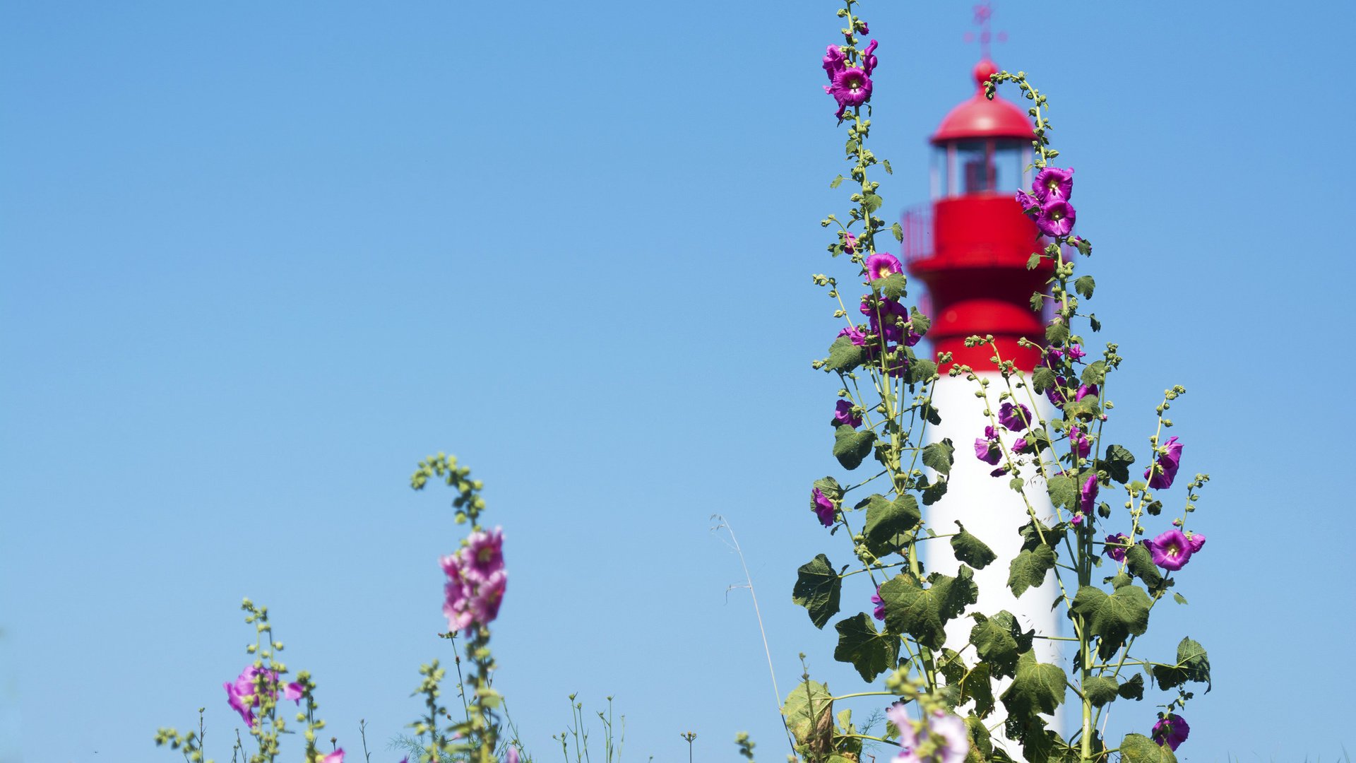 Обои небо, цветы, маяк, мальва, the sky, flowers, lighthouse, mallow разрешение 2048x1365 Загрузить