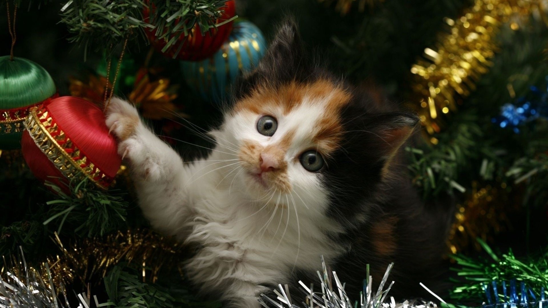 Обои новый год, елка, кот, кошка, котенок, праздник, мишура, new year, tree, cat, kitty, holiday, tinsel разрешение 1920x1200 Загрузить