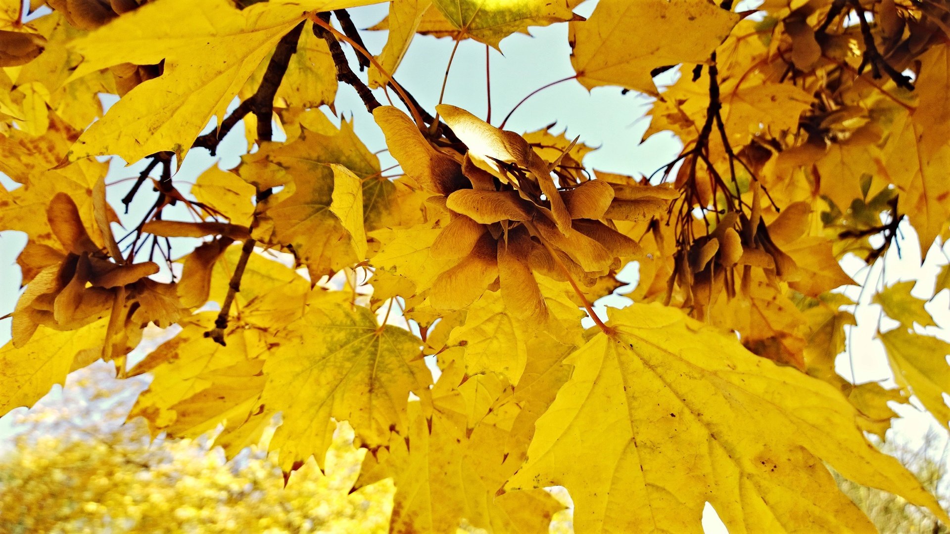 Обои природа, листья, осень, nature, leaves, autumn разрешение 3072x1728 Загрузить