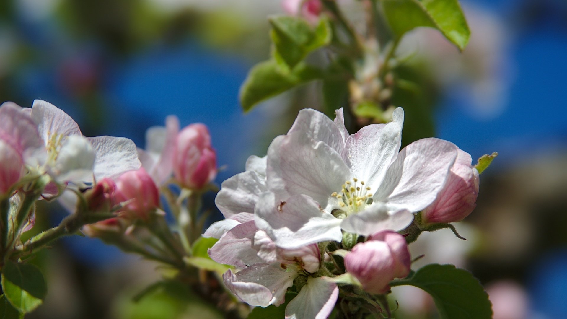 Обои ветка, дерево, макро, весна, яблоня, branch, tree, macro, spring, apple разрешение 2400x1599 Загрузить