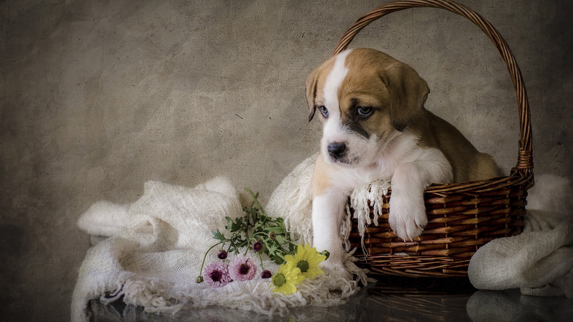 Обои цветы, собака, щенок, flowers, dog, puppy разрешение 2880x1908 Загрузить