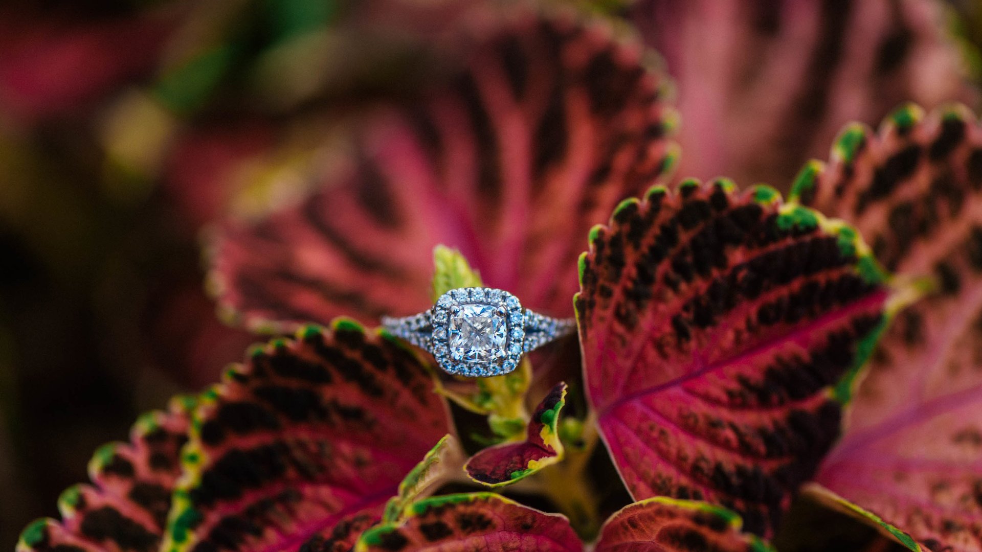 Обои лепестки, камень, кольцо, обручальное, petals, stone, ring, wedding разрешение 2736x1826 Загрузить