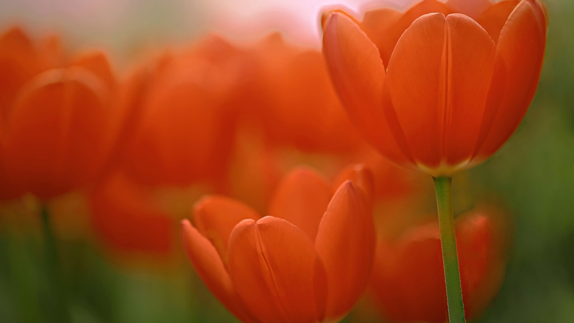 Обои макро, тюльпаны, боке, macro, tulips, bokeh разрешение 2048x1365 Загрузить