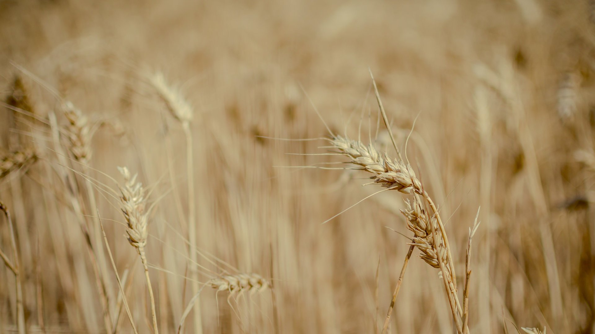 Обои природа, поле, пшеница, колоски, много, nature, field, wheat, spikelets, a lot разрешение 2048x1357 Загрузить