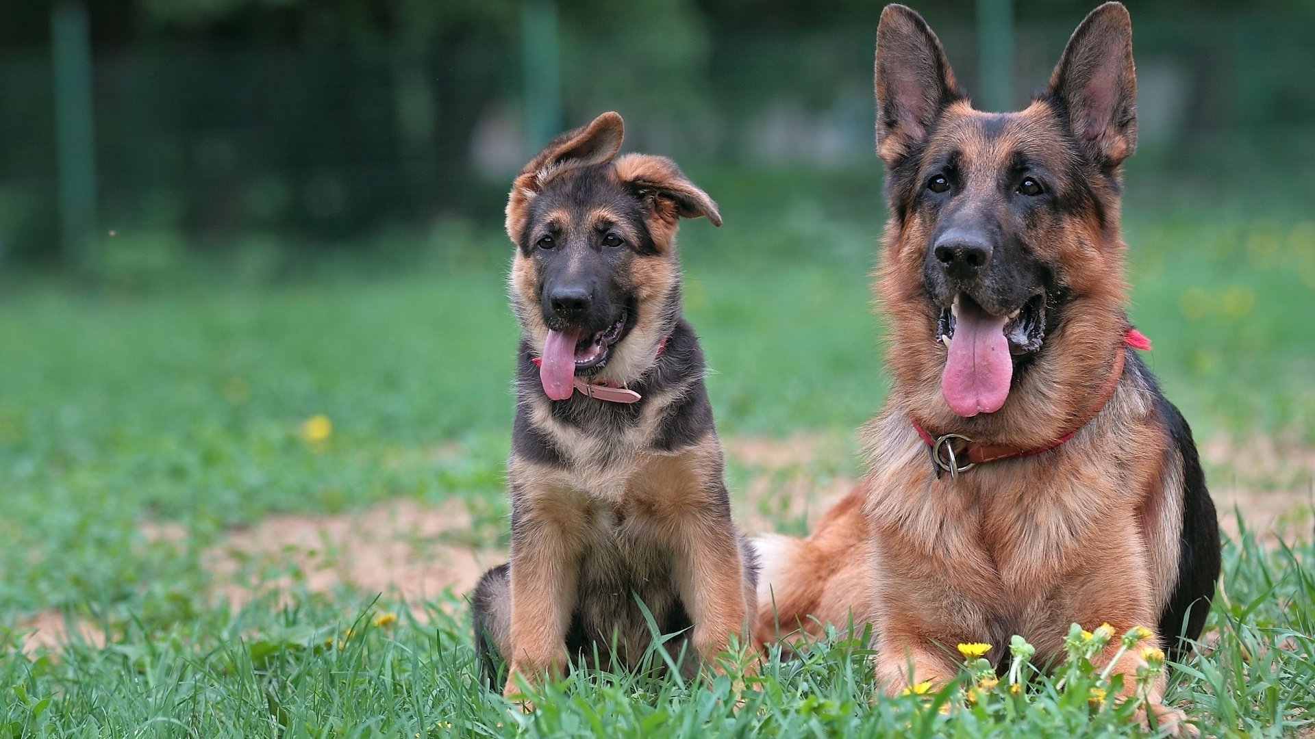 Обои щенок, мама, немецкая овчарка, овчарки, puppy, mom, german shepherd, shepherd разрешение 1920x1280 Загрузить