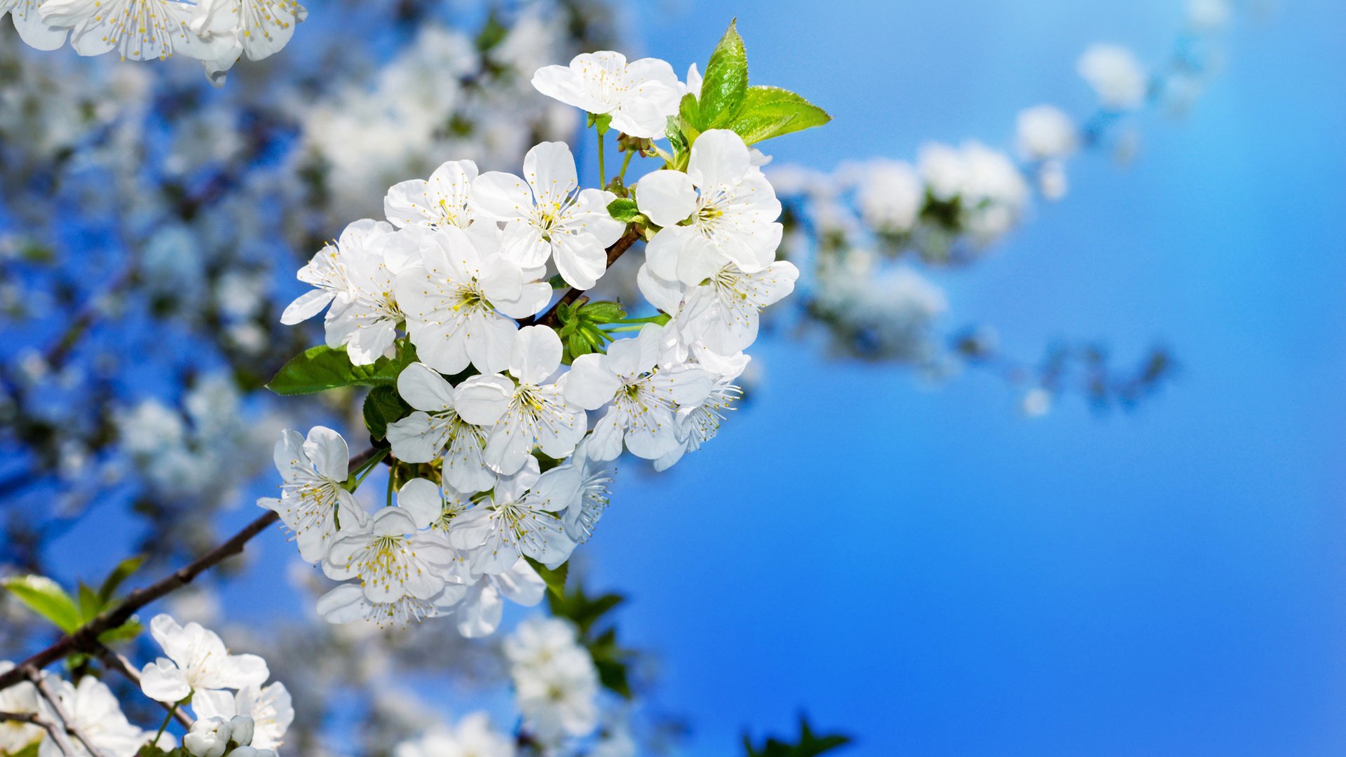 Обои цветение, вишня, распускание, вишенка, flowering trees, flowering, cherry, blooming разрешение 3500x2272 Загрузить