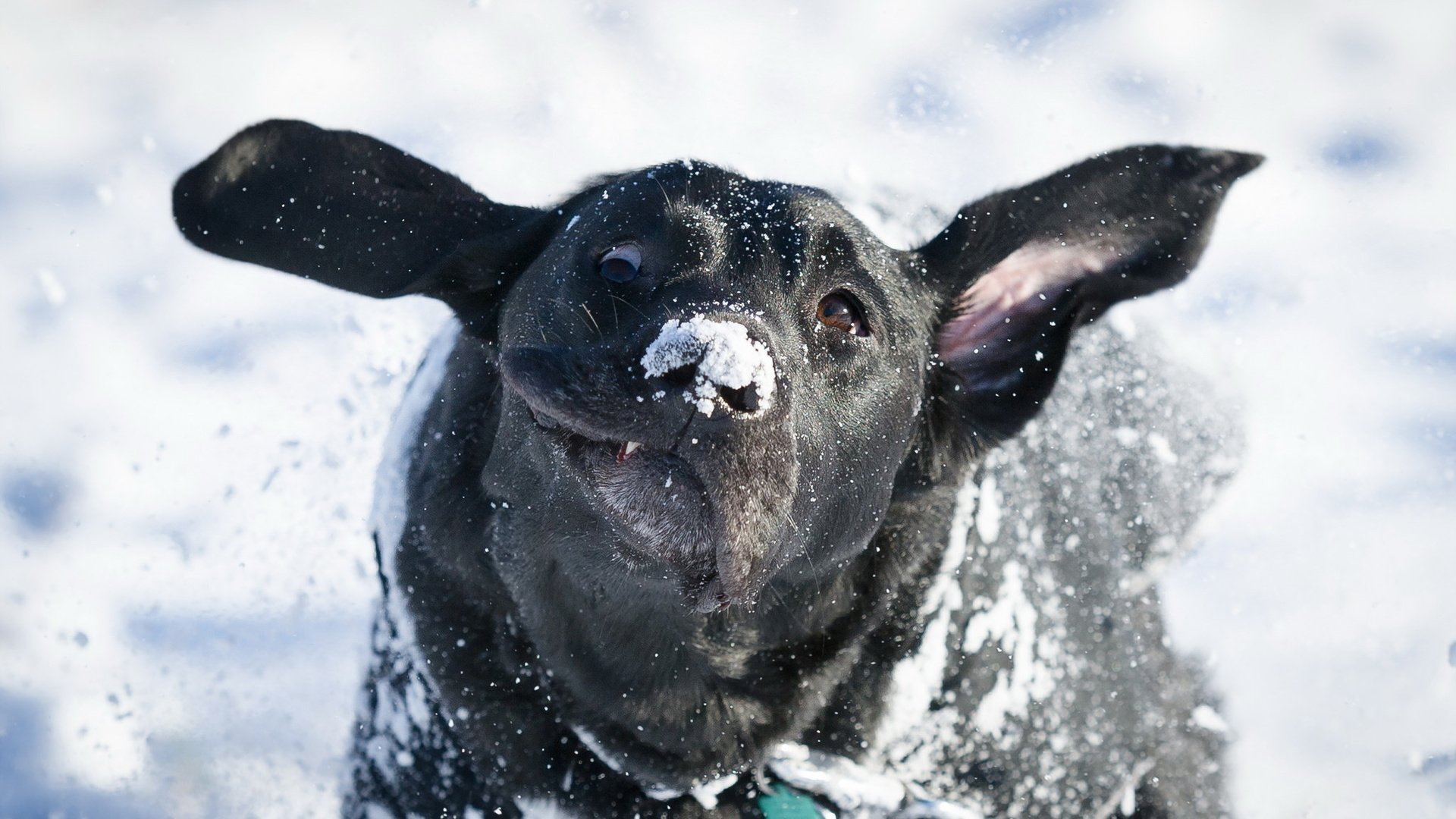 Обои снег, зима, взгляд, собака, друг, лабрадор, snow, winter, look, dog, each, labrador разрешение 2048x1363 Загрузить