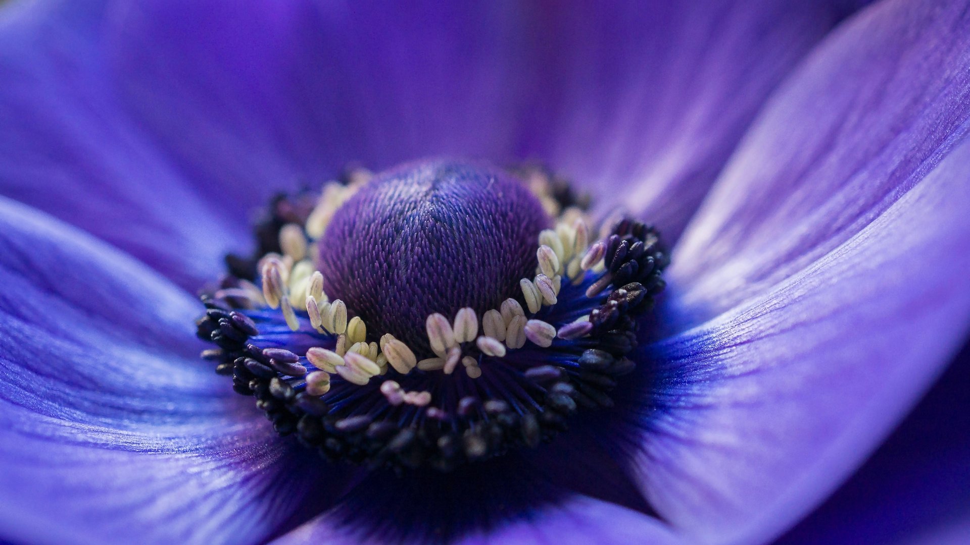 Обои фокус камеры, макро, синий, цветок, лепестки, анемона, ветреница, the focus of the camera, macro, blue, flower, petals, anemone разрешение 2048x1341 Загрузить