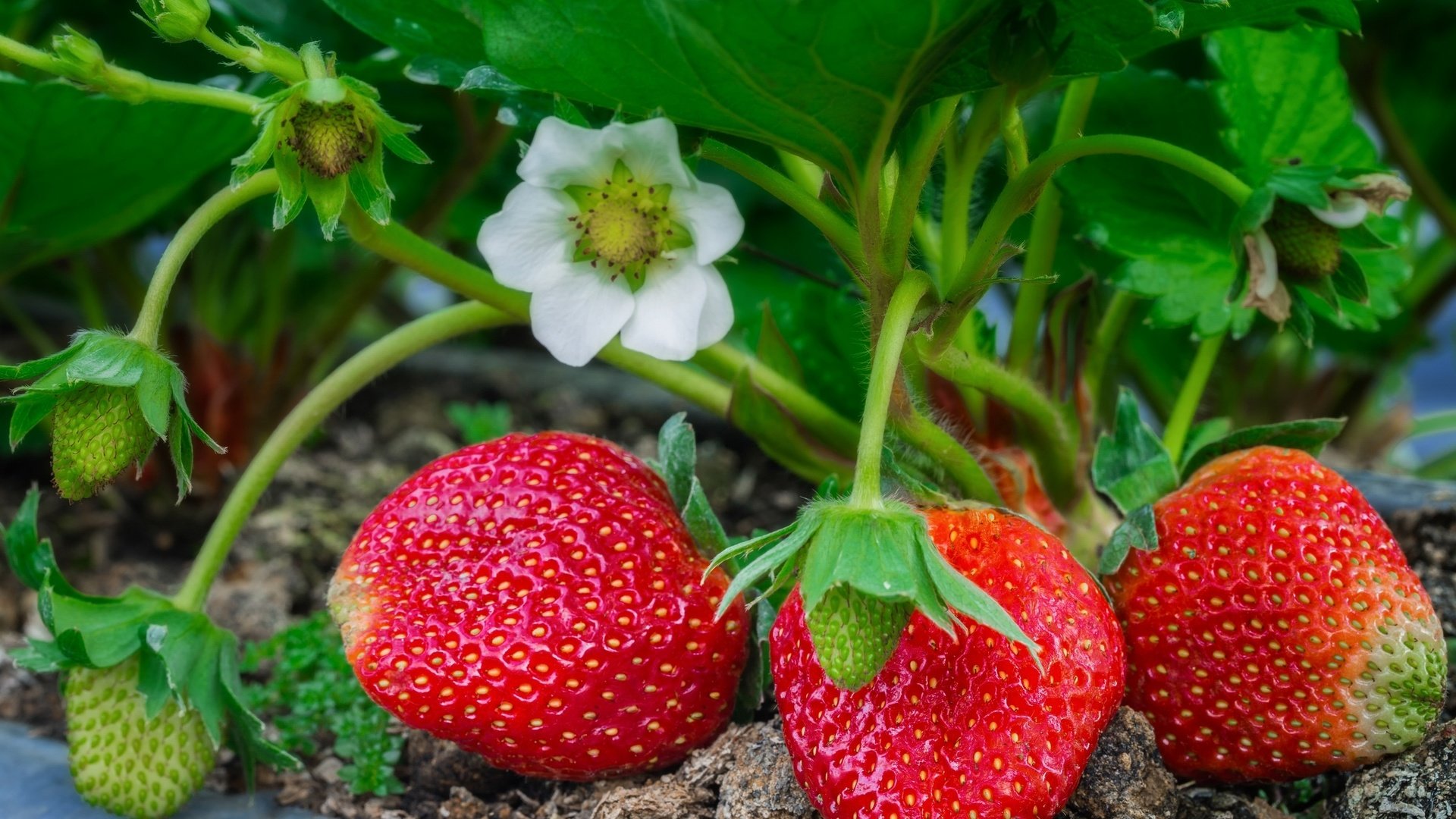 Обои листья, макро, клубника, ягоды, куст, leaves, macro, strawberry, berries, bush разрешение 2048x1365 Загрузить