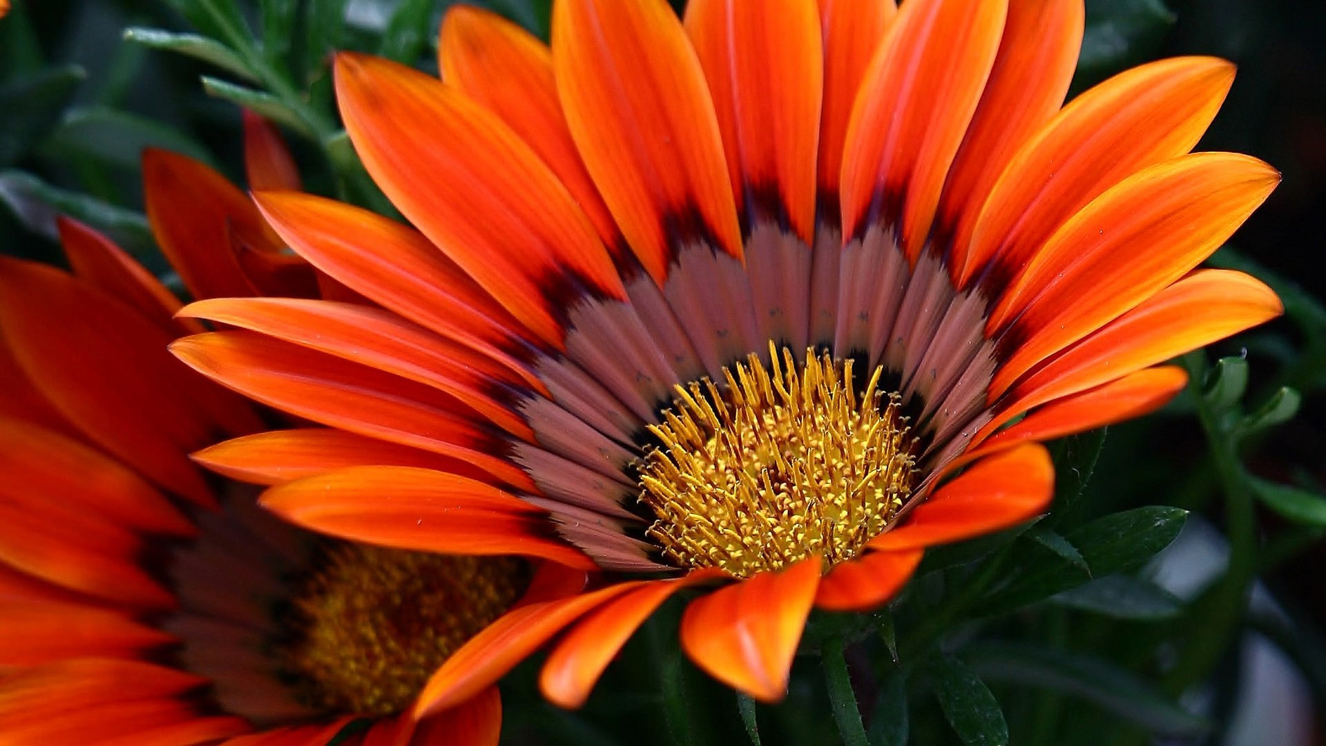 Обои макро, лепестки, газания, macro, petals, gazania разрешение 2048x1846 Загрузить