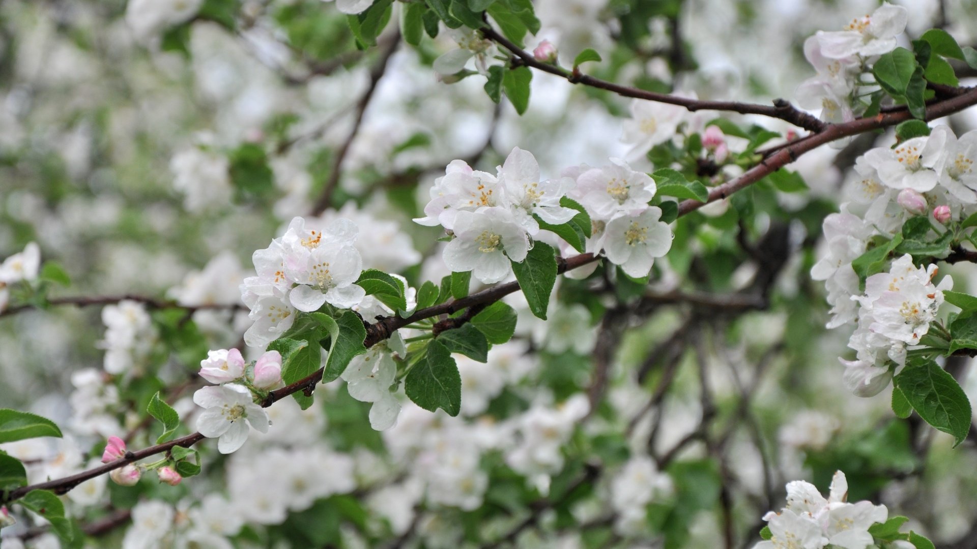 Обои дерево, ветки, весна, яблоня, tree, branches, spring, apple разрешение 3000x1993 Загрузить