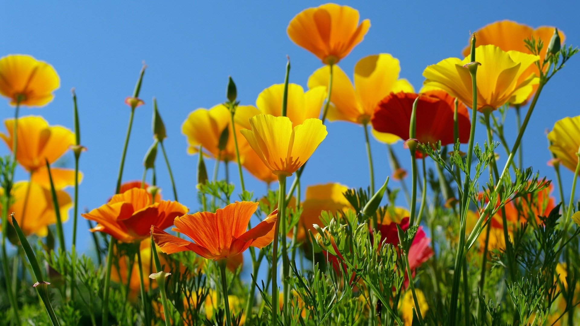 Обои небо, желтый, оранжевый, эшшольция, калифорнийский мак, the sky, yellow, orange, escholzia, california poppy разрешение 2232x1484 Загрузить