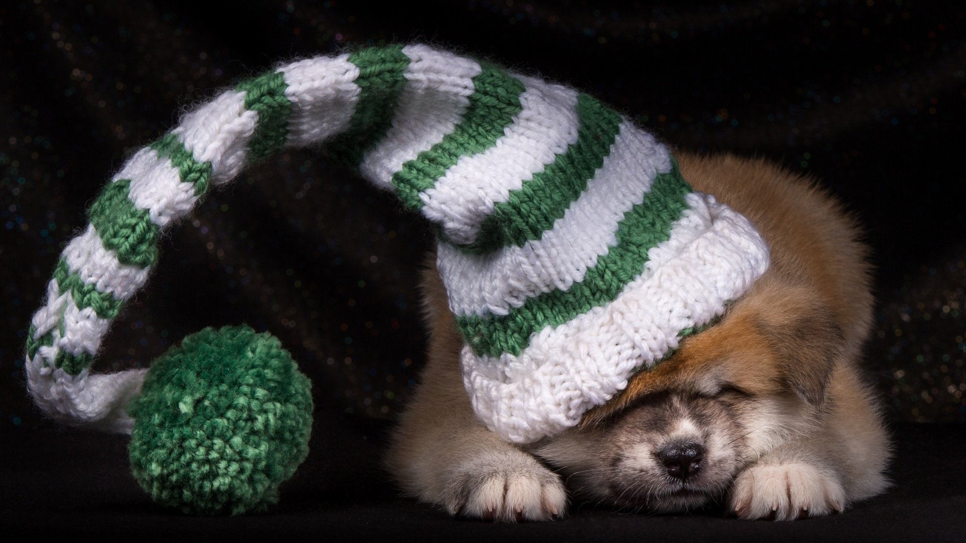 Обои щенок, шапка, японская акита, puppy, hat, japanese akita разрешение 2600x1730 Загрузить