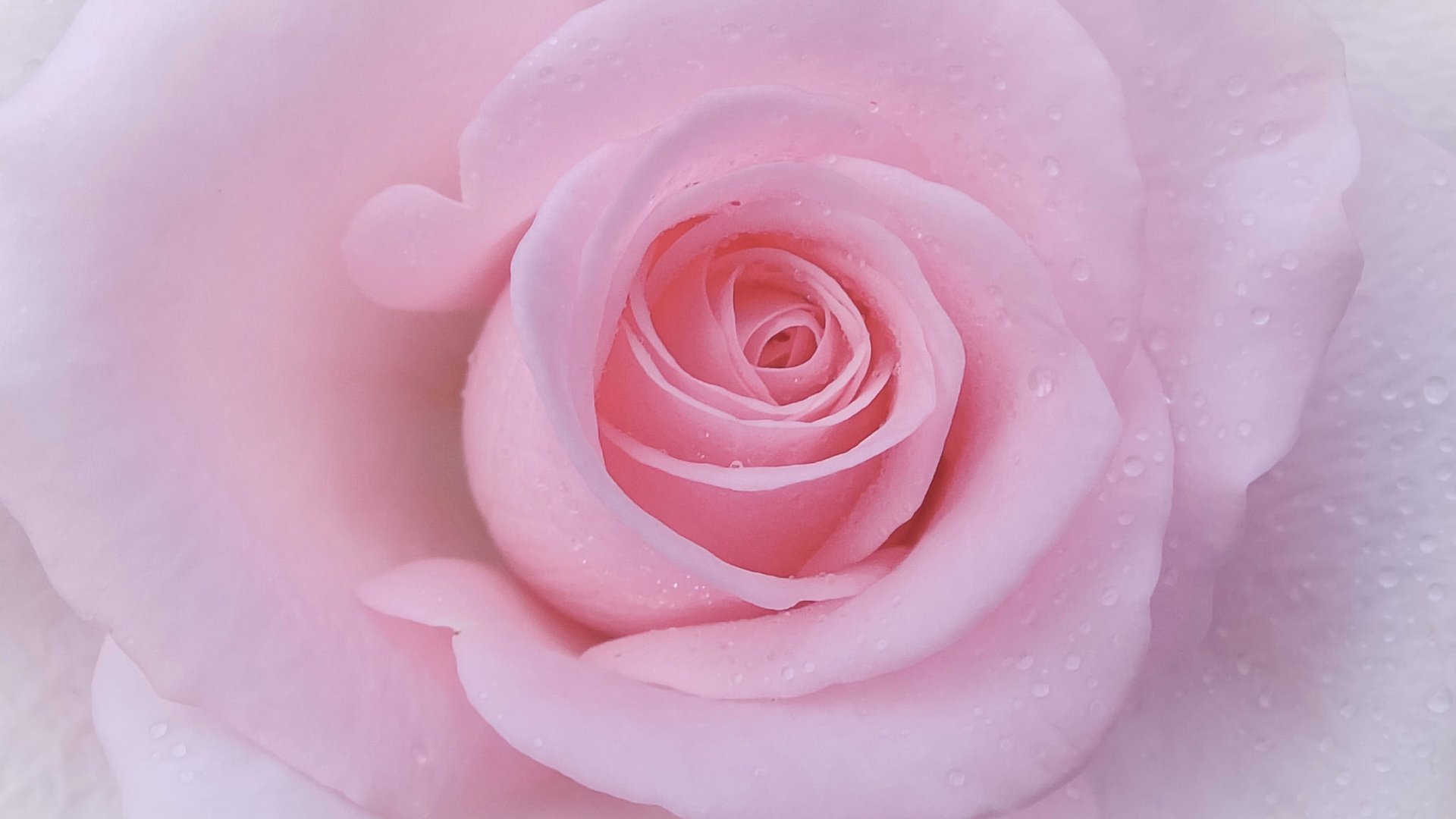 Обои макро, роза, лепестки, бутон, нежность, macro, rose, petals, bud, tenderness разрешение 2048x1550 Загрузить