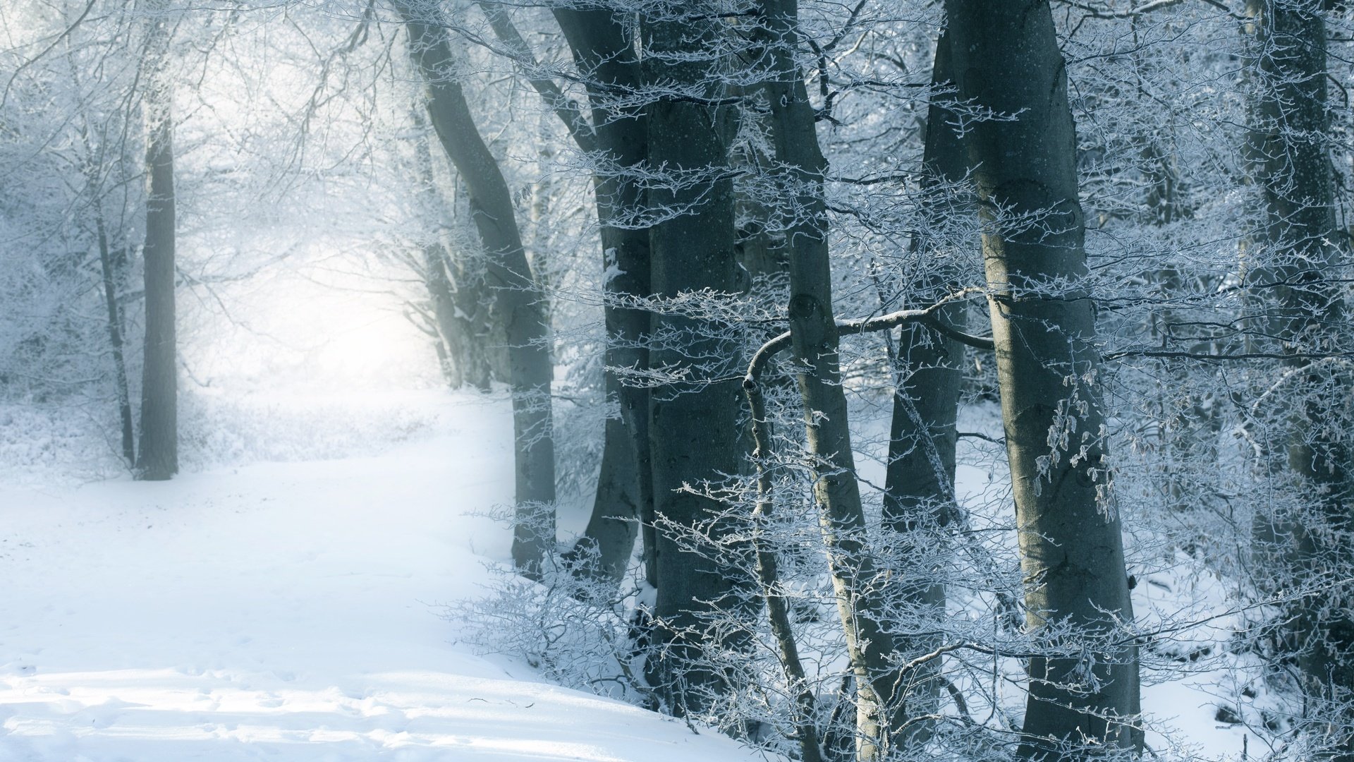 Обои деревья, снег, зимний лес, trees, snow, winter forest разрешение 2500x1667 Загрузить