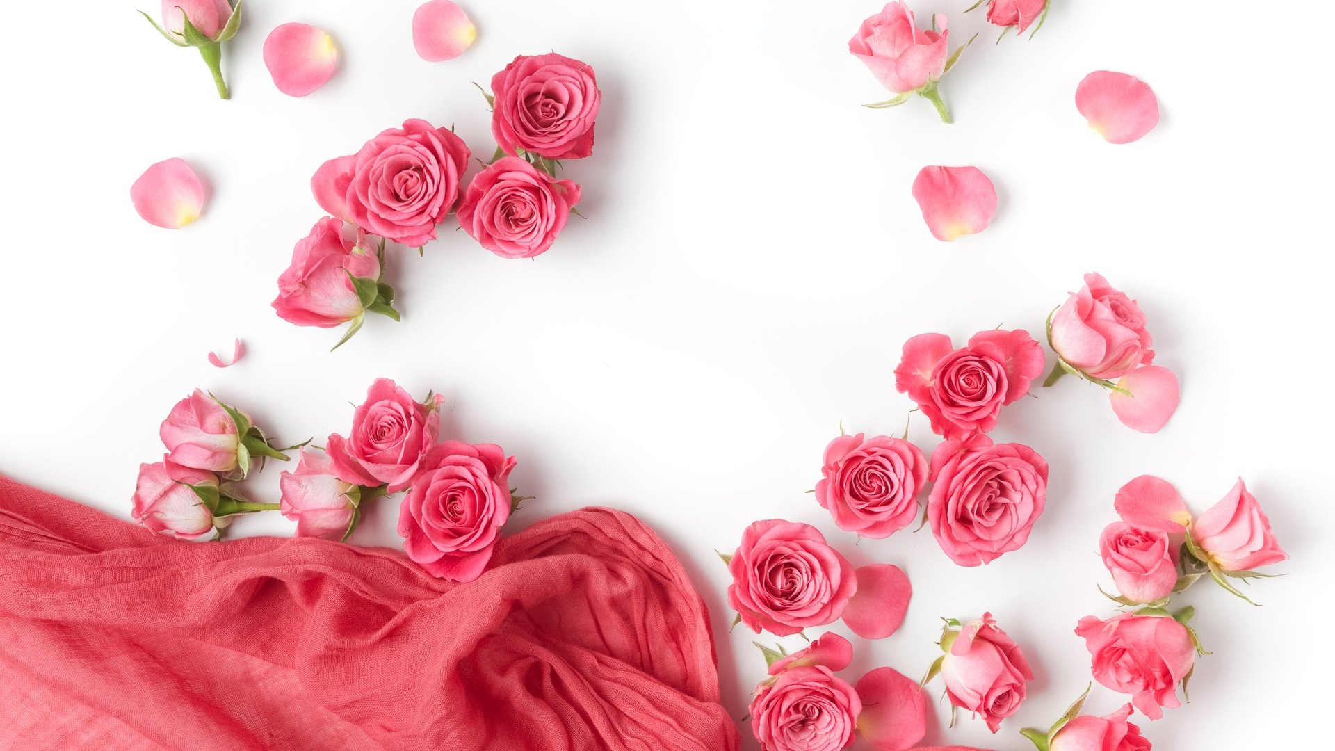 Обои цветы, бутоны, розы, лепестки, белый фон, романтик,  цветы, роз, пинк, flowers, buds, roses, petals, white background, romantic, pink разрешение 5616x3744 Загрузить