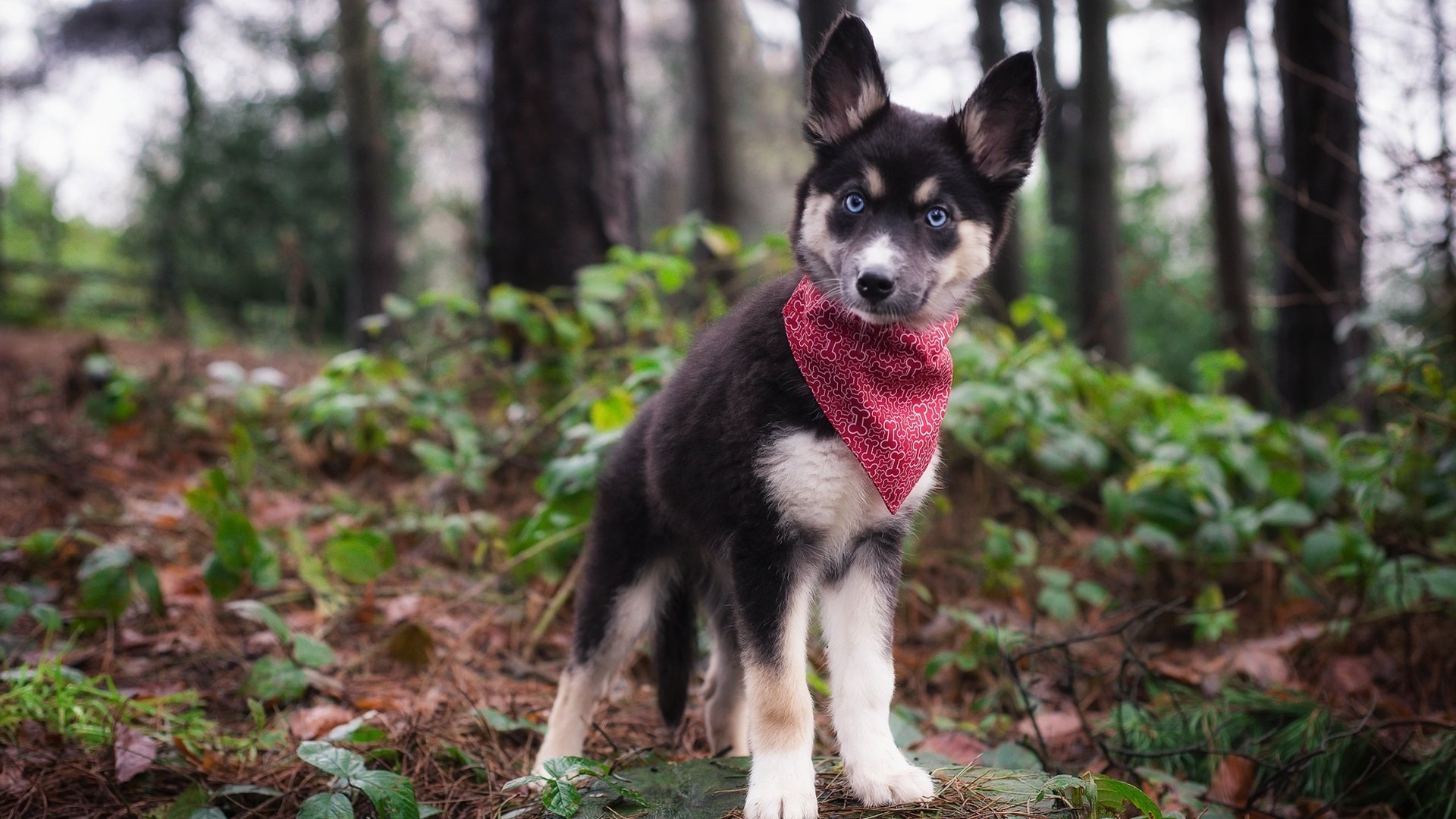 Обои природа, взгляд, собака, щенок, хаски, платок, nature, look, dog, puppy, husky, shawl разрешение 1920x1282 Загрузить