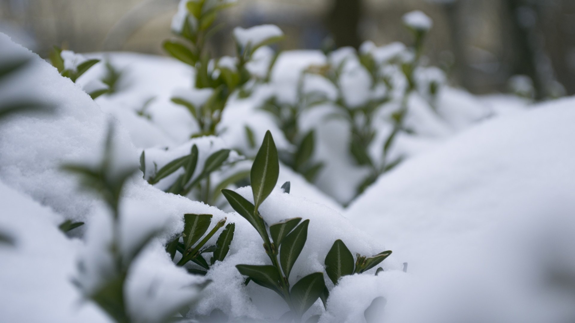 Обои снег, природа, растения, листья, зима, макро, мороз, snow, nature, plants, leaves, winter, macro, frost разрешение 4608x3072 Загрузить