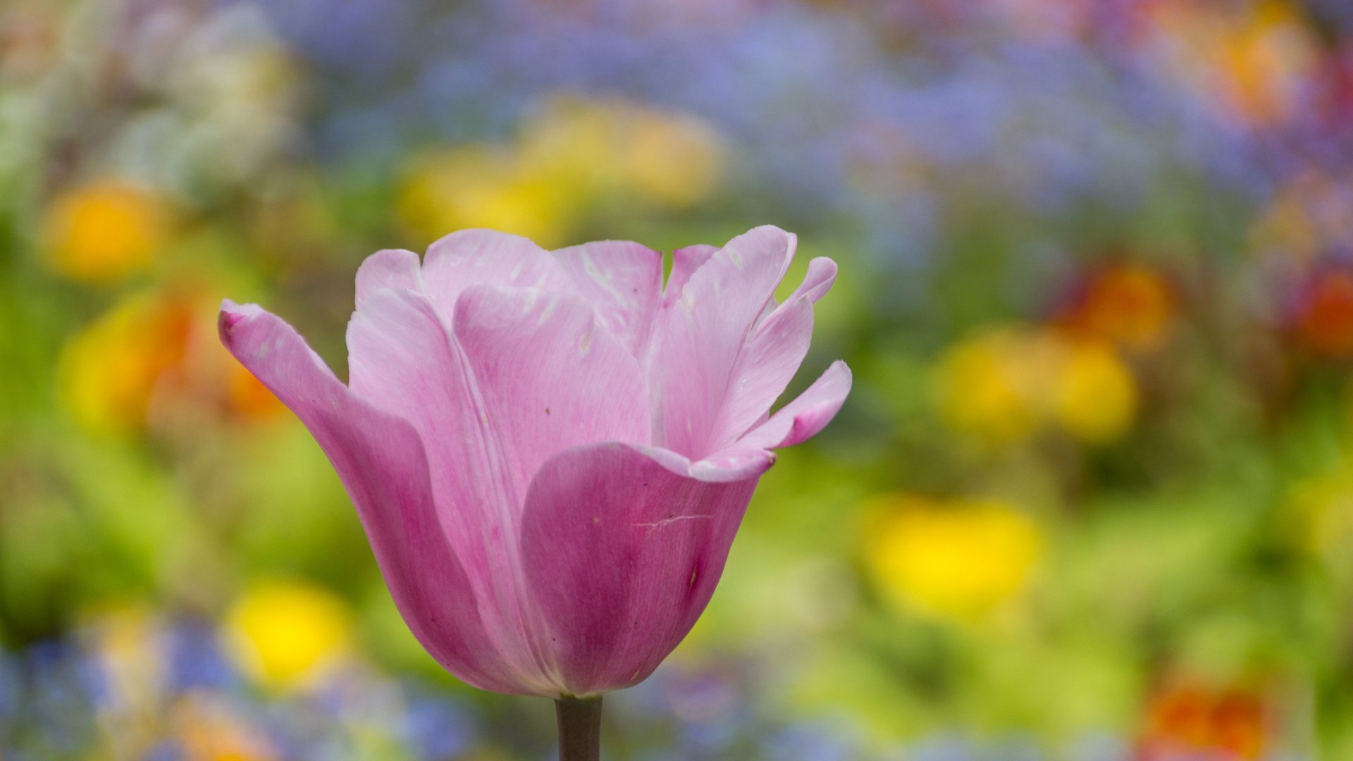 Обои цветы, весна, розовый, тюльпан, flowers, spring, pink, tulip разрешение 2048x1365 Загрузить