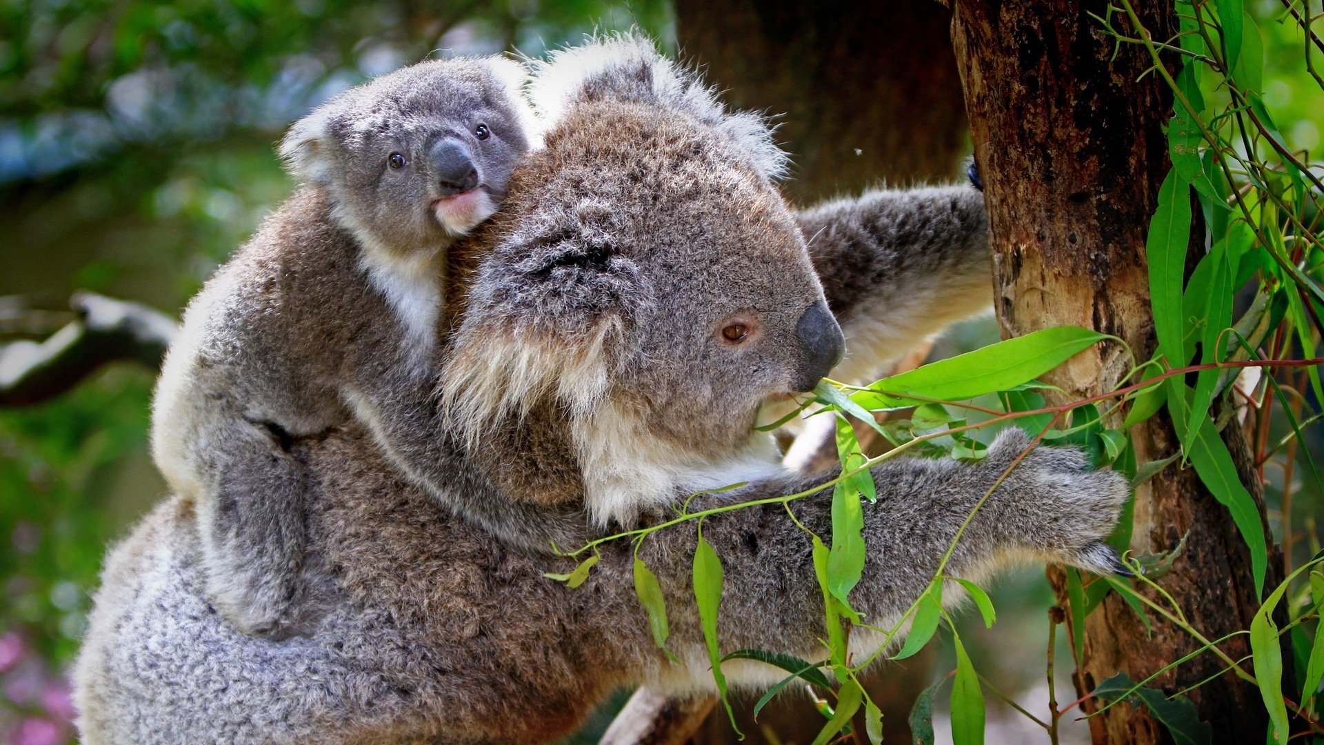 Обои природа, дерево, животные, бамбук, детеныш, коала, коалы, эвкалипт, nature, tree, animals, bamboo, cub, koala, koalas, eucalyptus разрешение 4374x2844 Загрузить