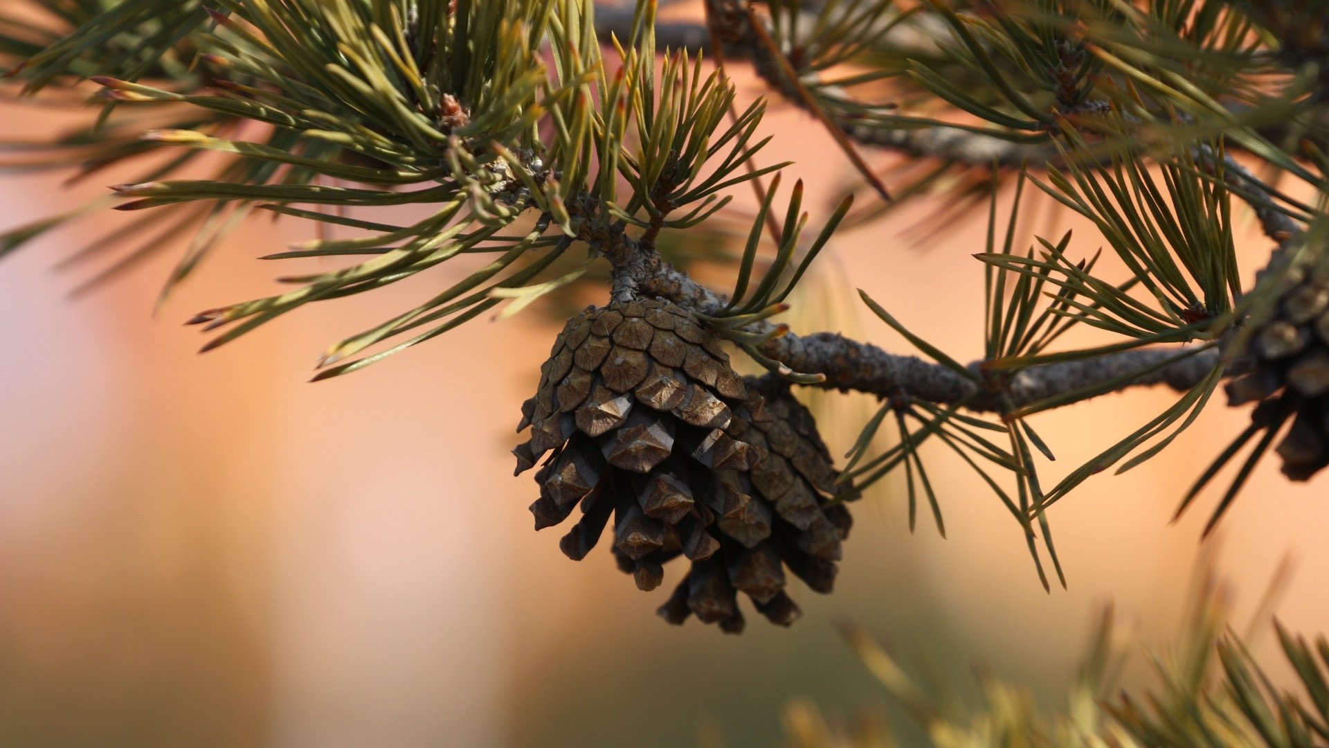 Обои природа, хвоя, ветки, шишка, иголки, сосна, nature, needles, branches, bump, pine разрешение 1920x1280 Загрузить