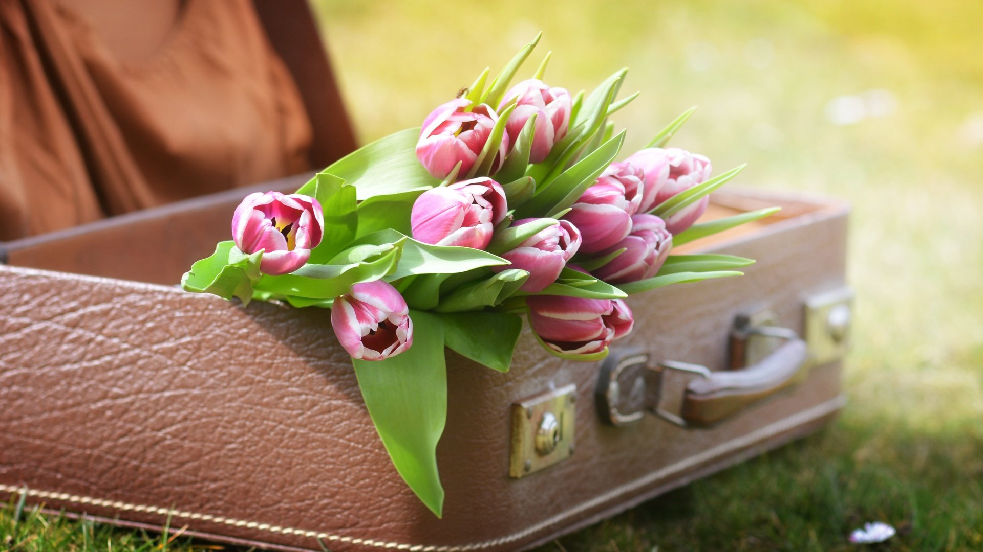 Обои цветы, трава, природа, тюльпаны, чемодан, flowers, grass, nature, tulips, suitcase разрешение 4496x3000 Загрузить