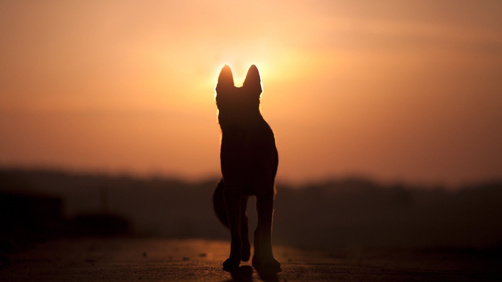 Обои закат, собака, силуэт, anjajuli, sunset, dog, silhouette разрешение 2880x1800 Загрузить