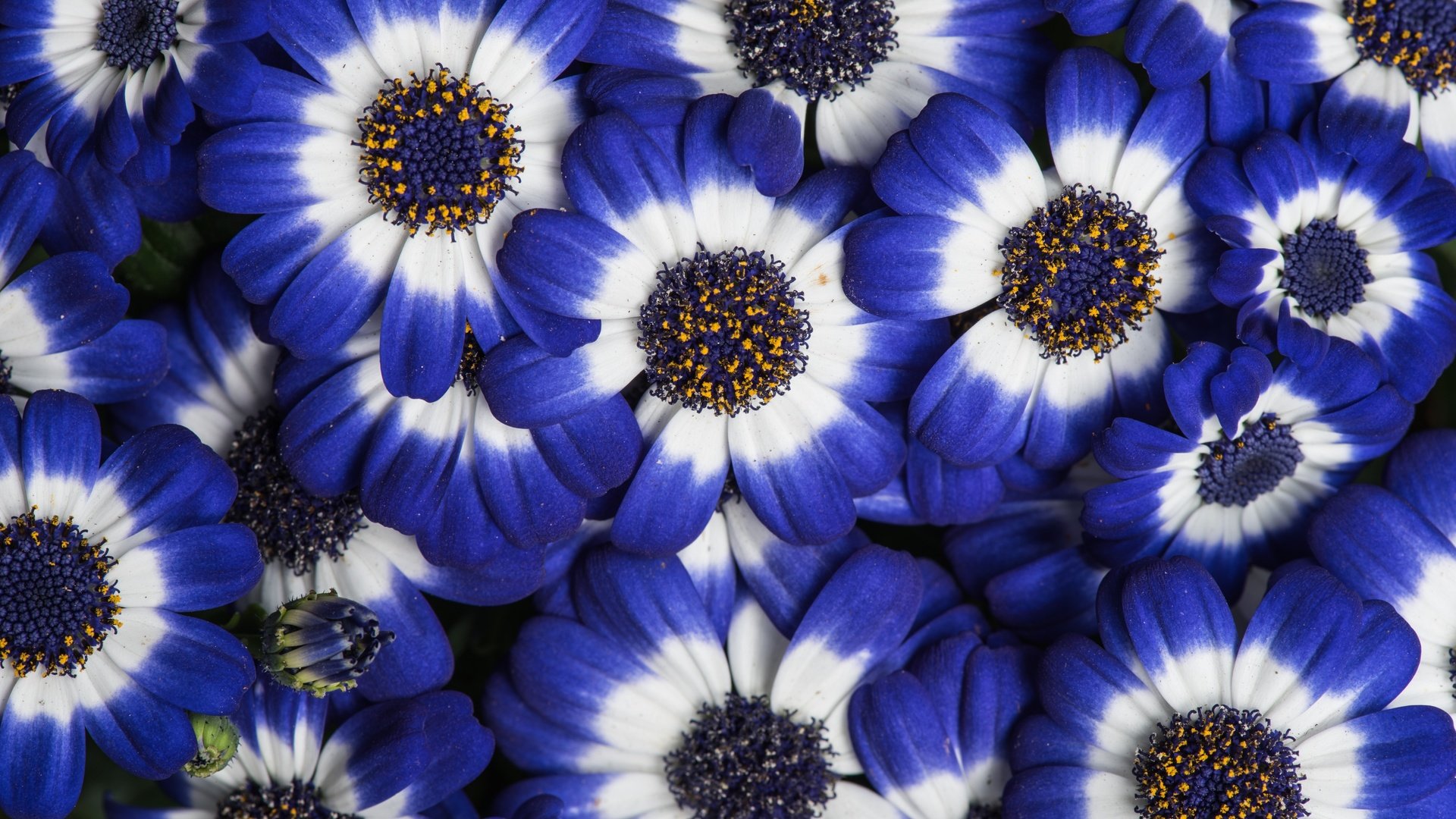 Обои цветы, лепестки, цвет, цинерария, flowers, petals, color, cineraria разрешение 6016x4016 Загрузить