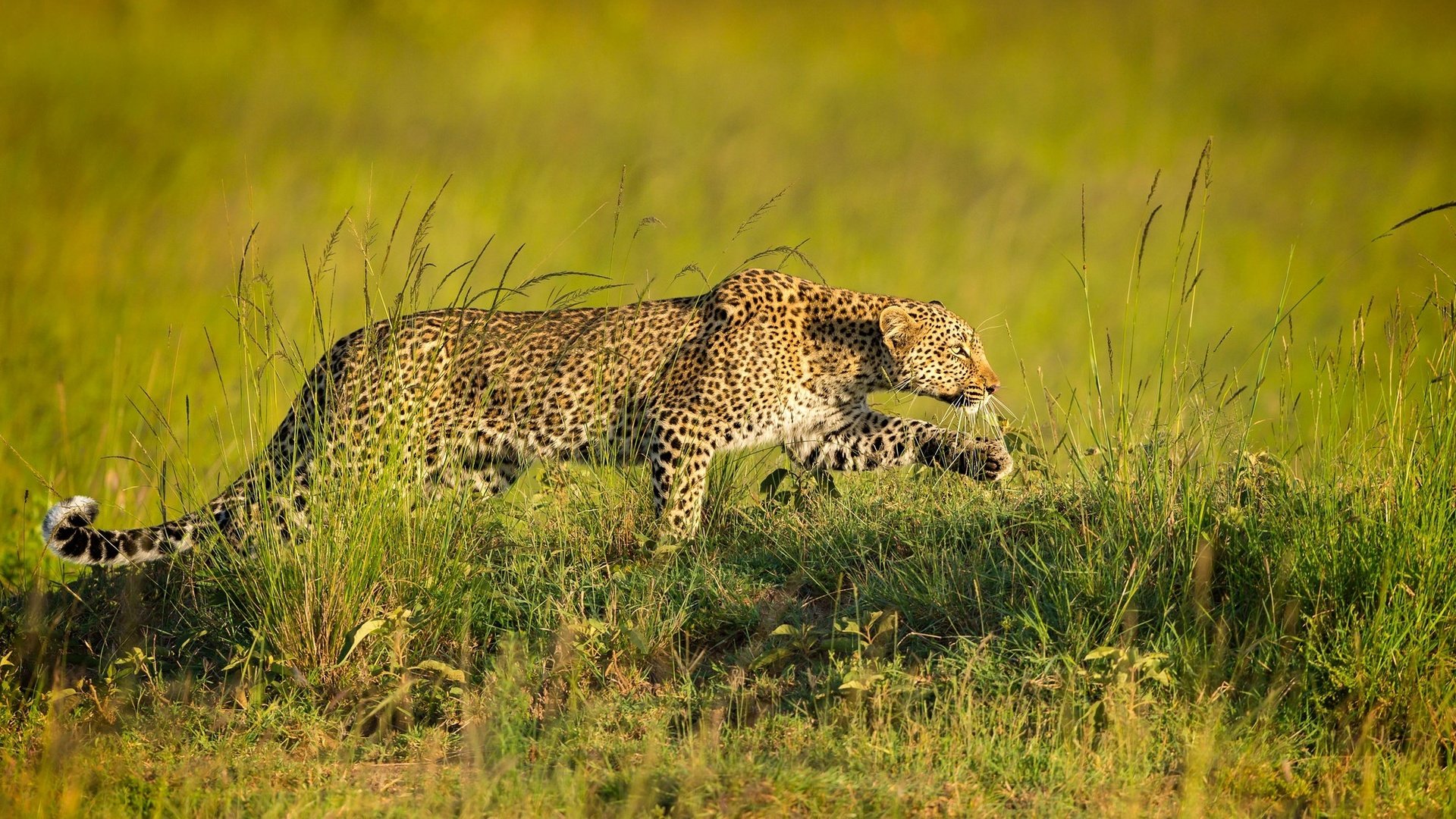Обои леопард, хищник, крадётся, leopard, predator, sneaks разрешение 1979x1233 Загрузить