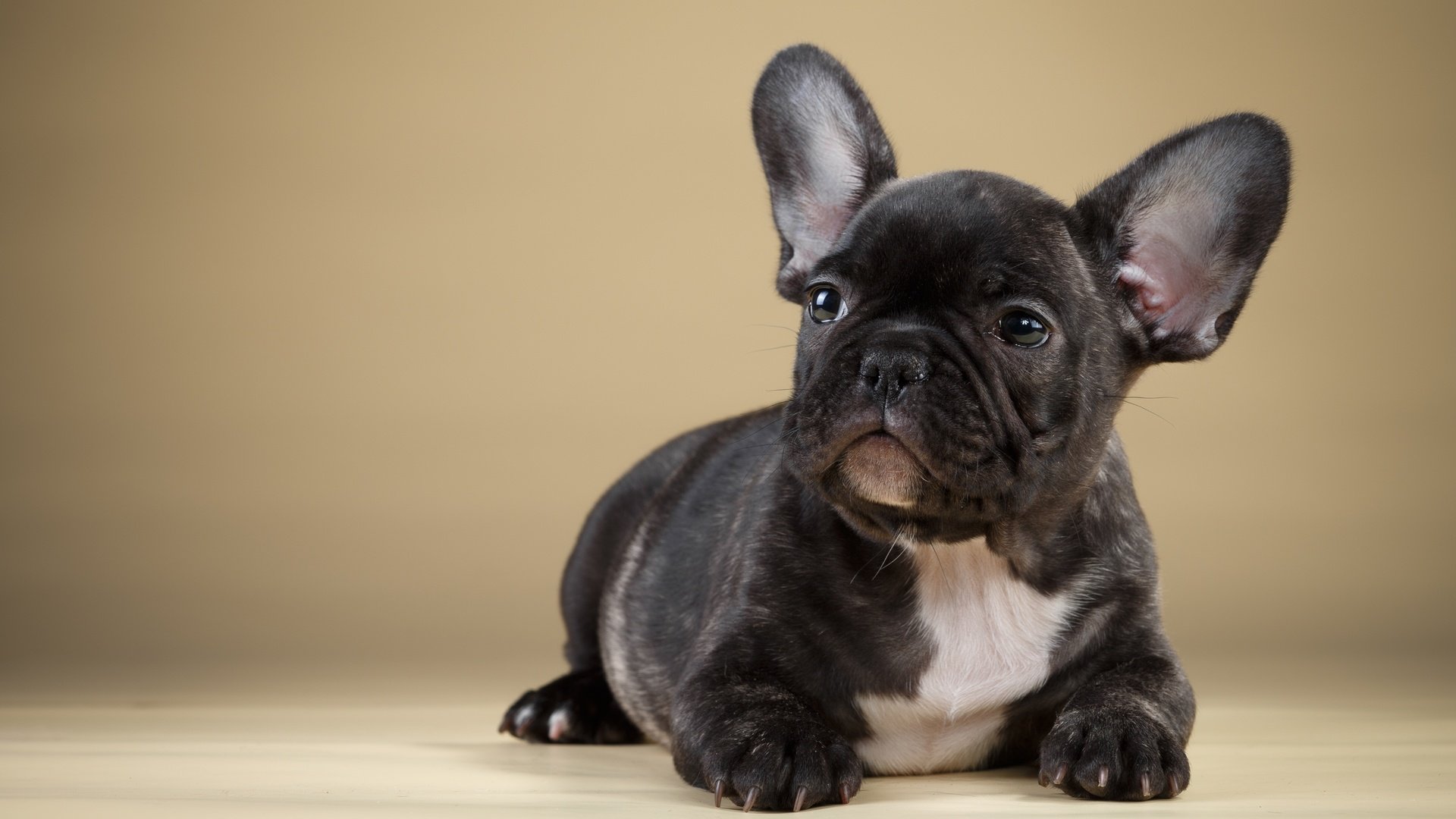 Обои черный, щенок, французский бульдог, black, puppy, french bulldog разрешение 3600x2253 Загрузить
