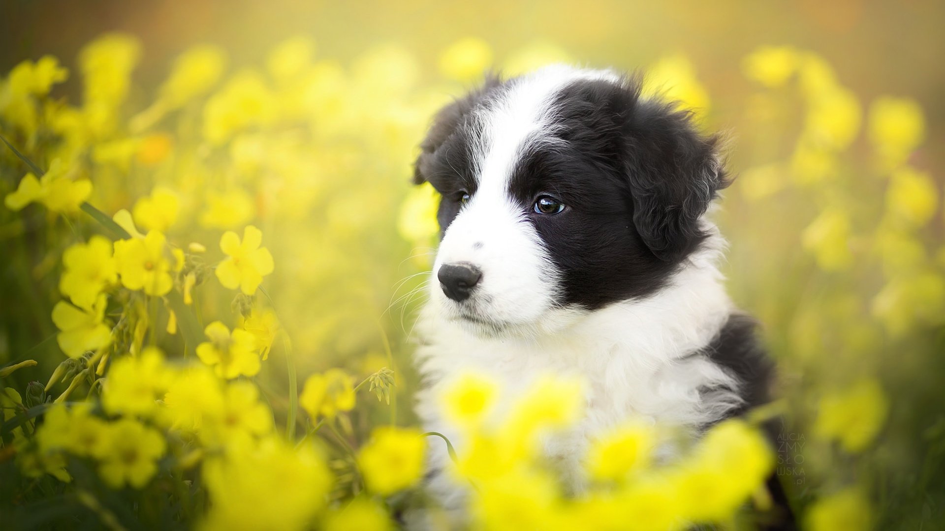 Обои цветы, лето, собака, щенок, бордер-колли, alicja zmysłowska, flowers, summer, dog, puppy, the border collie разрешение 2048x1365 Загрузить