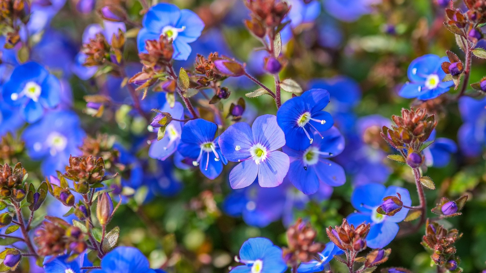 Обои цветы, макро, незабудки, синие, немофила, jazzmatica, немофилы, flowers, macro, forget-me-nots, blue, nemophila разрешение 2048x1155 Загрузить