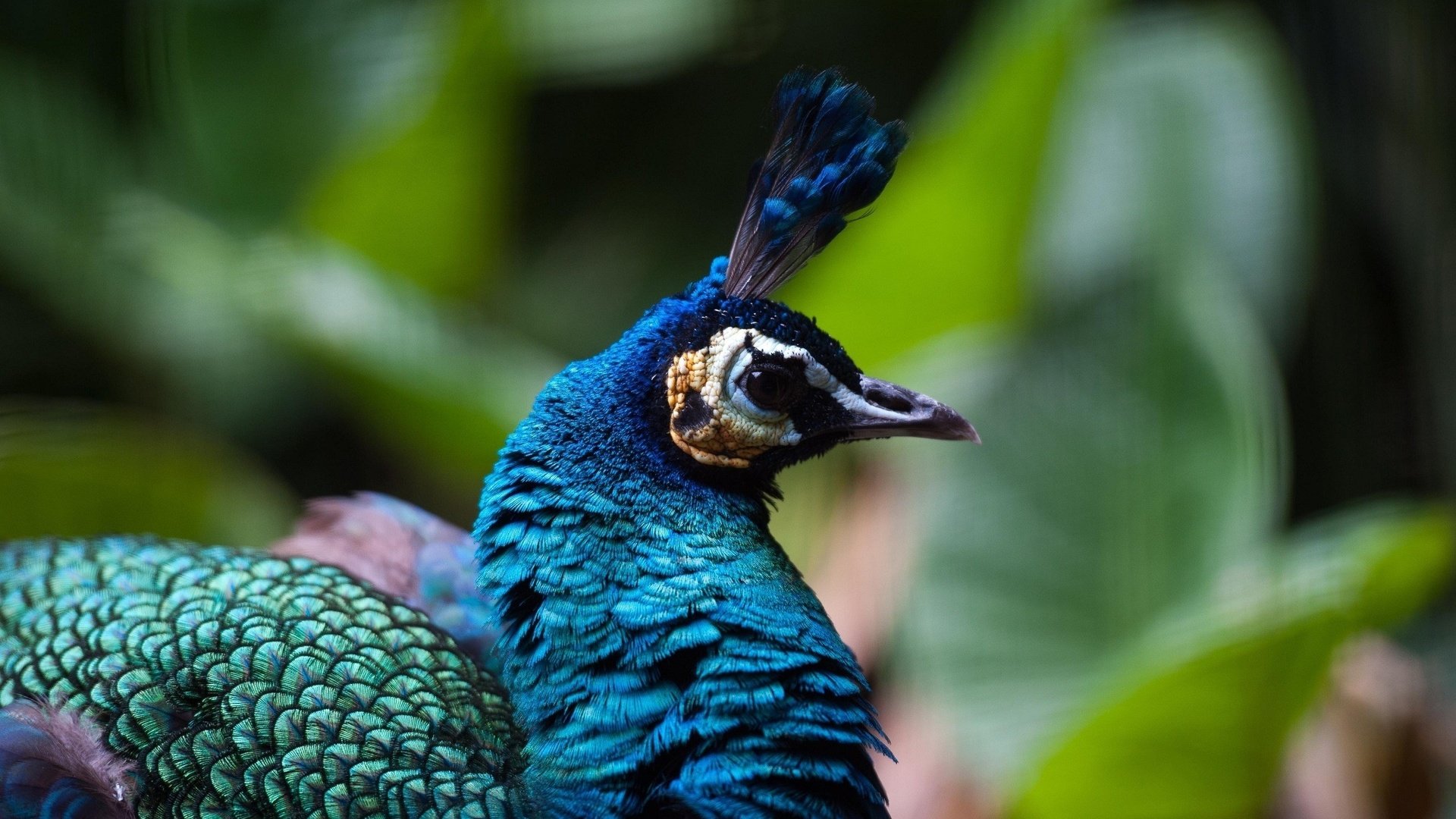 Обои профиль, птица, клюв, павлин, оперение, хохолок, profile, bird, beak, peacock, tail, crest разрешение 2560x1700 Загрузить