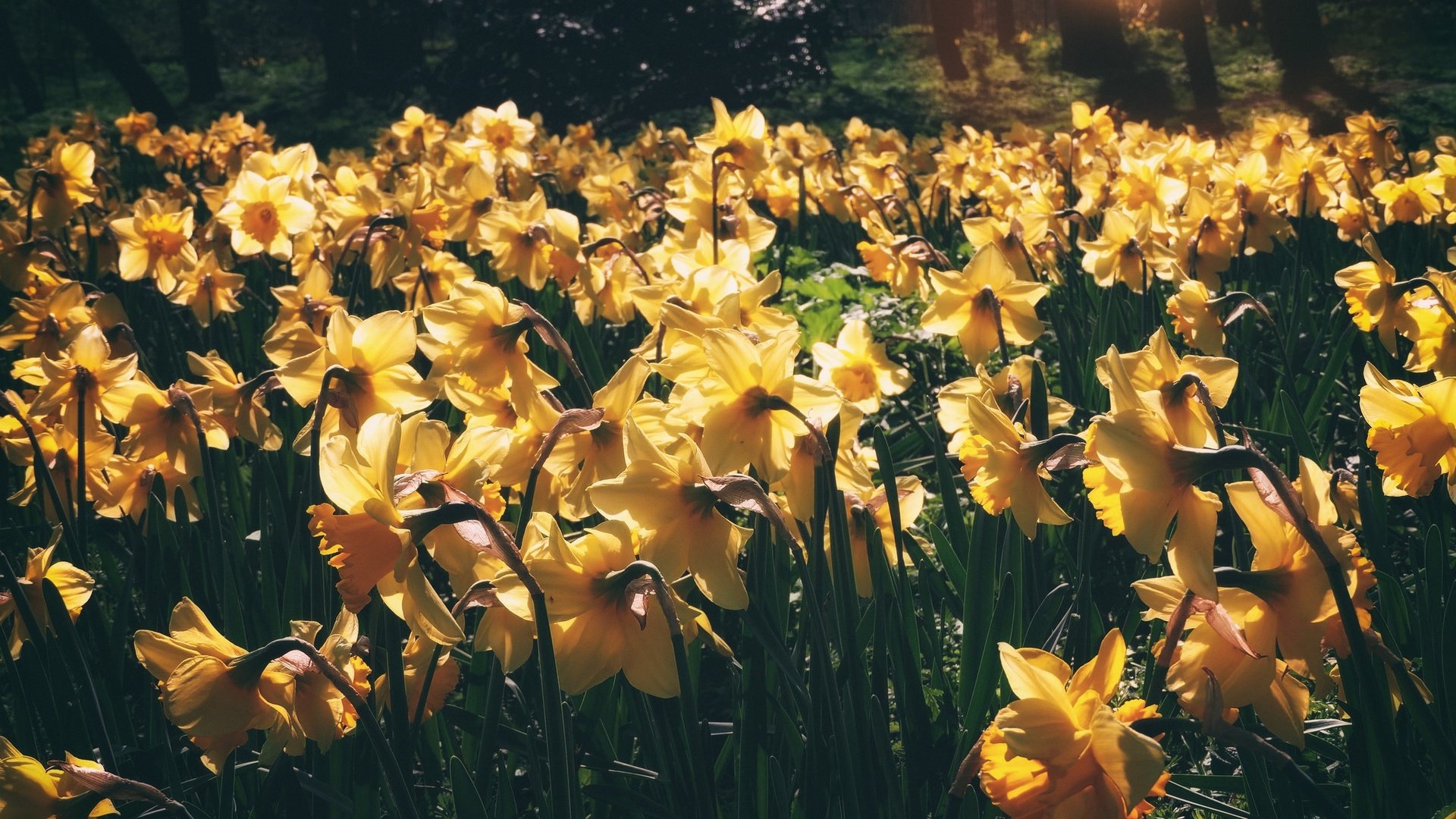Обои свет, цветы, весна, стебли, нарциссы, желтые, light, flowers, spring, stems, daffodils, yellow разрешение 2048x1394 Загрузить