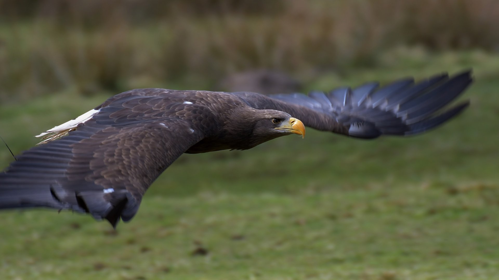 Обои полет, крылья, орел, птица, клюв, перья, орлан-белохвост, flight, wings, eagle, bird, beak, feathers, white-tailed eagle разрешение 5065x2411 Загрузить