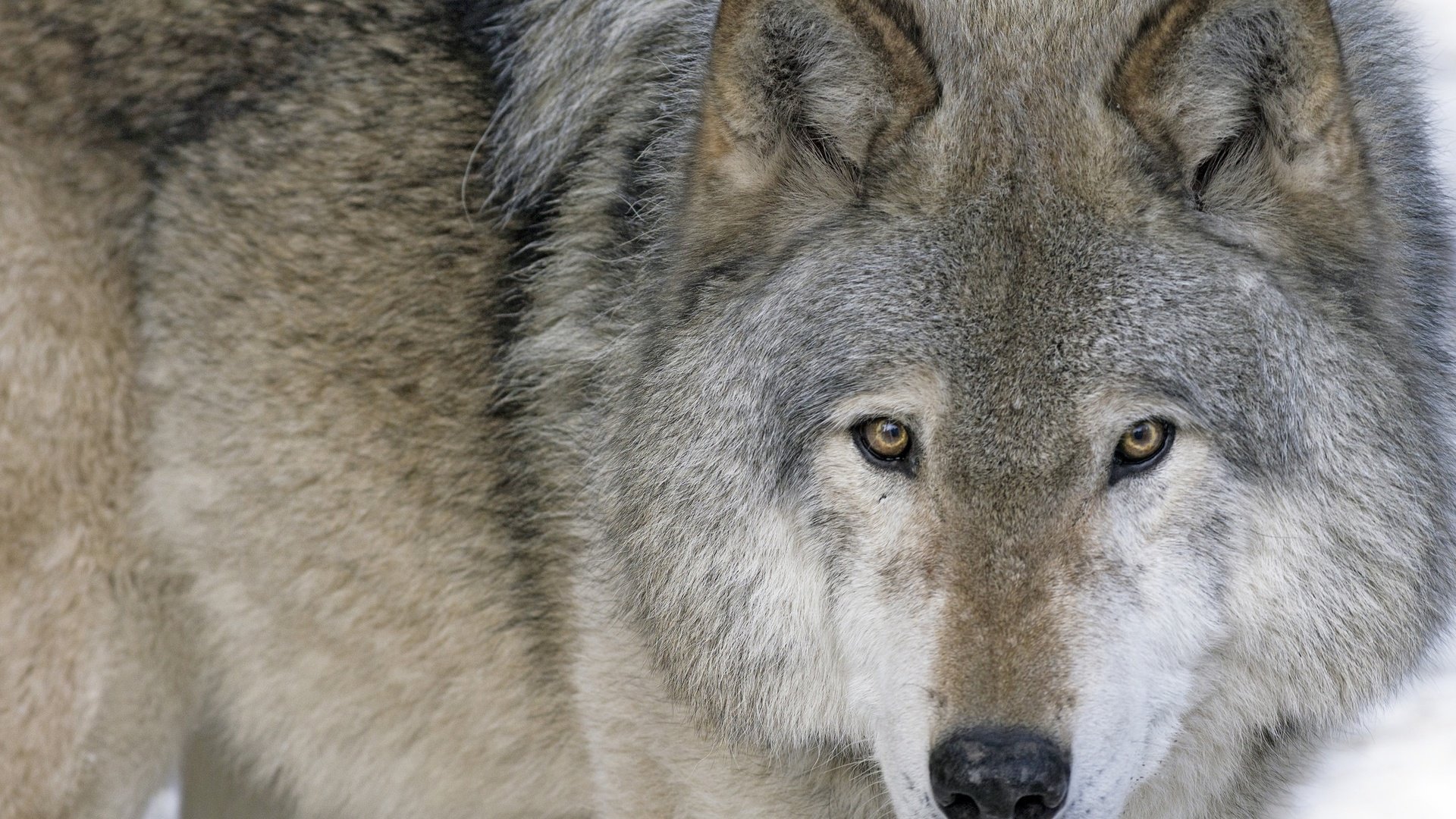 Обои морда, взгляд, хищник, волк, face, look, predator, wolf разрешение 2048x1362 Загрузить