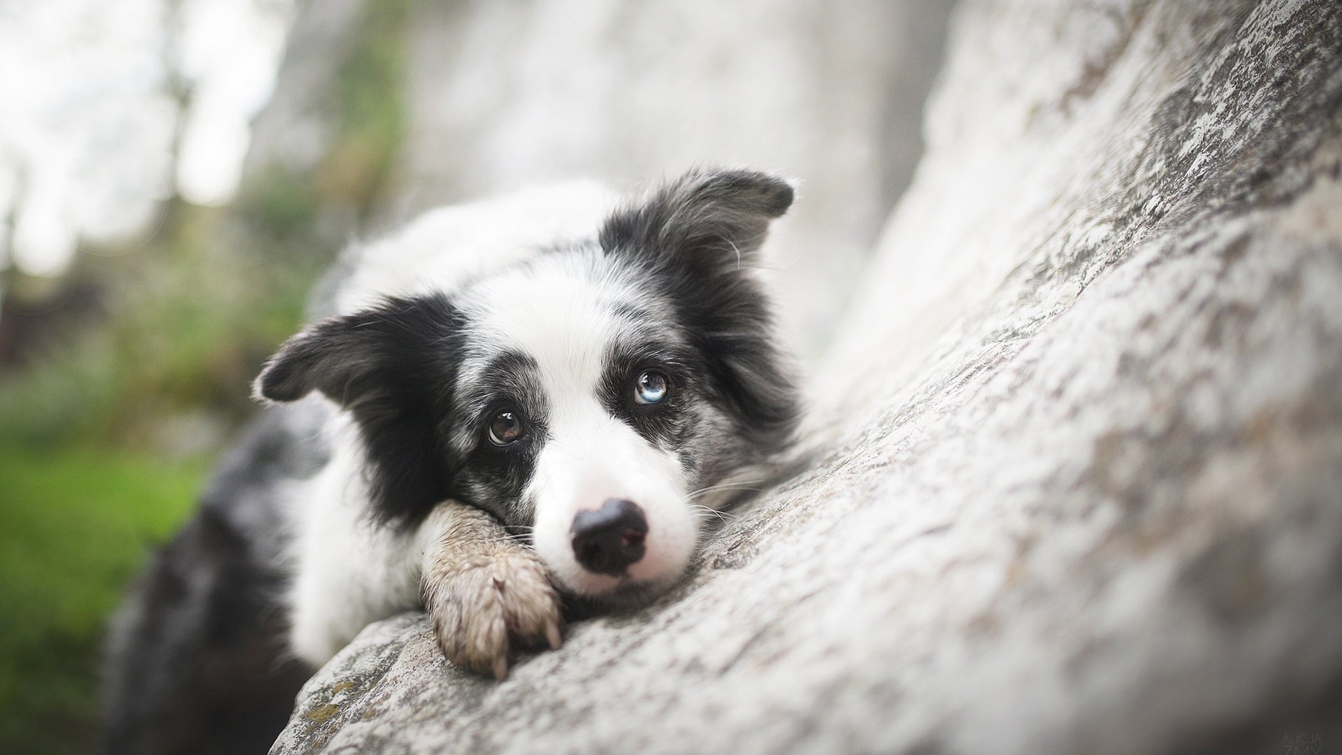 Обои взгляд, собака, друг, бордер-колли, alicja zmysłowska, zoe ♥, look, dog, each, the border collie разрешение 2048x1365 Загрузить