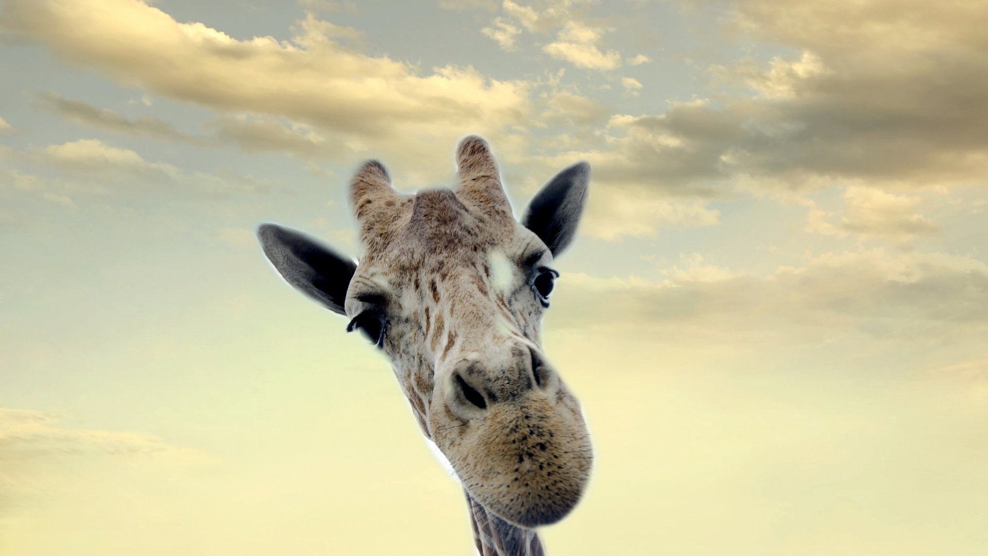 Обои морда, небо, фон, жираф, шея, face, the sky, background, giraffe, neck разрешение 2048x1356 Загрузить