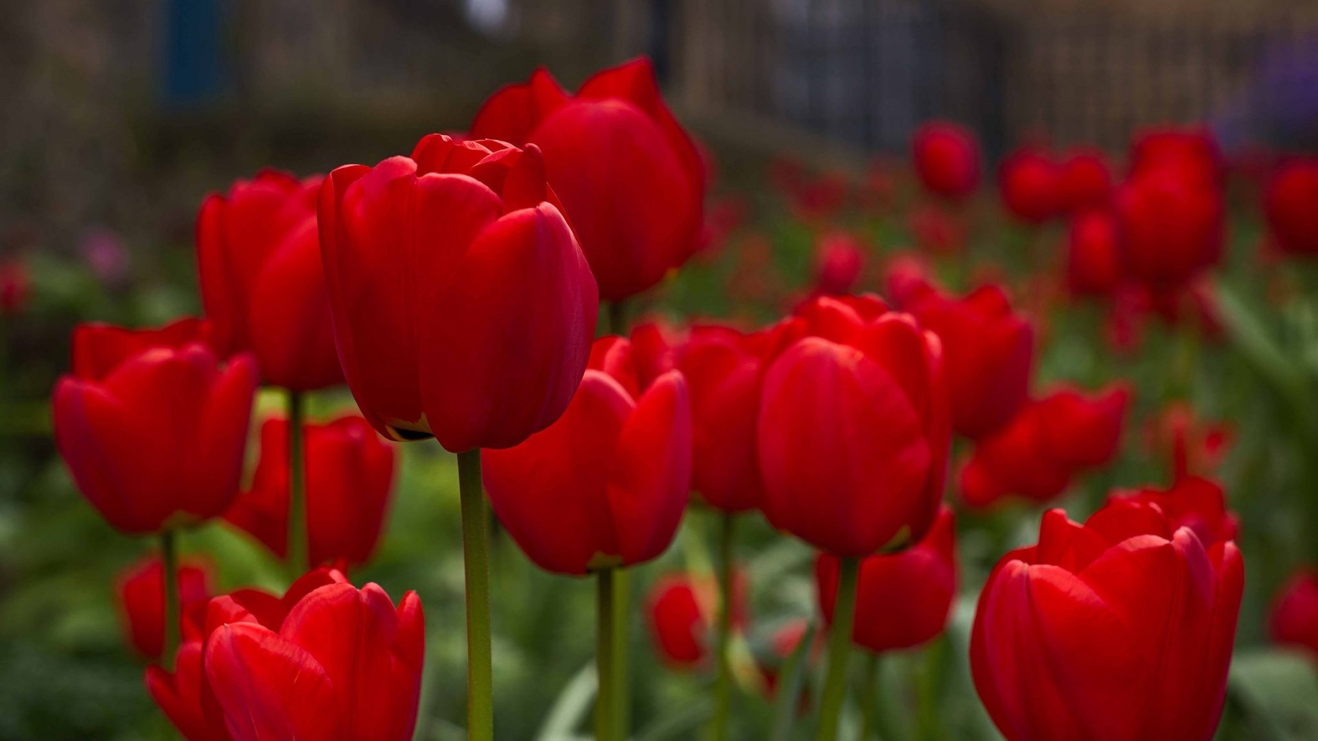 Обои цветы, бутоны, весна, тюльпаны, красные тюльпаны, flowers, buds, spring, tulips, red tulips разрешение 2048x1538 Загрузить