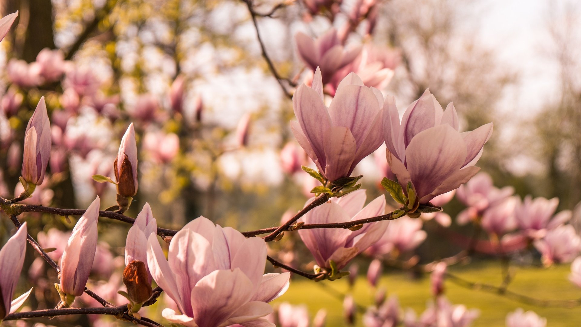 Обои дерево, цветение, весна, магнолия, tree, flowering, spring, magnolia разрешение 2048x1365 Загрузить