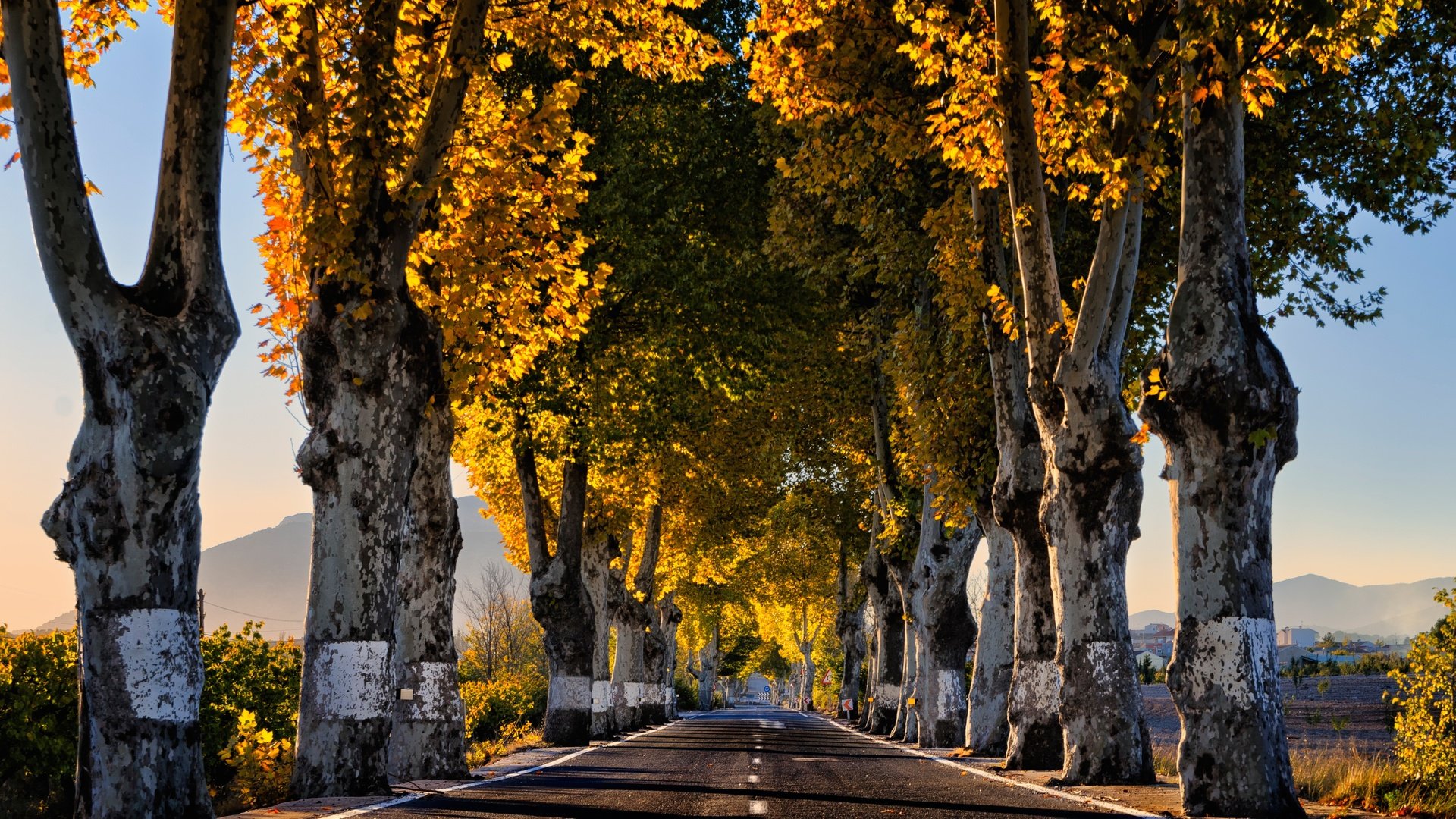 Обои дорога, деревья, утро, осень, road, trees, morning, autumn разрешение 4808x3261 Загрузить