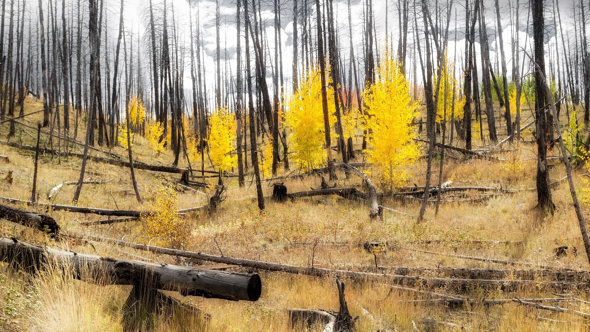 Обои лес, склон, осень, сша, колорадо, аспен, forest, slope, autumn, usa, colorado, aspen разрешение 3144x1600 Загрузить