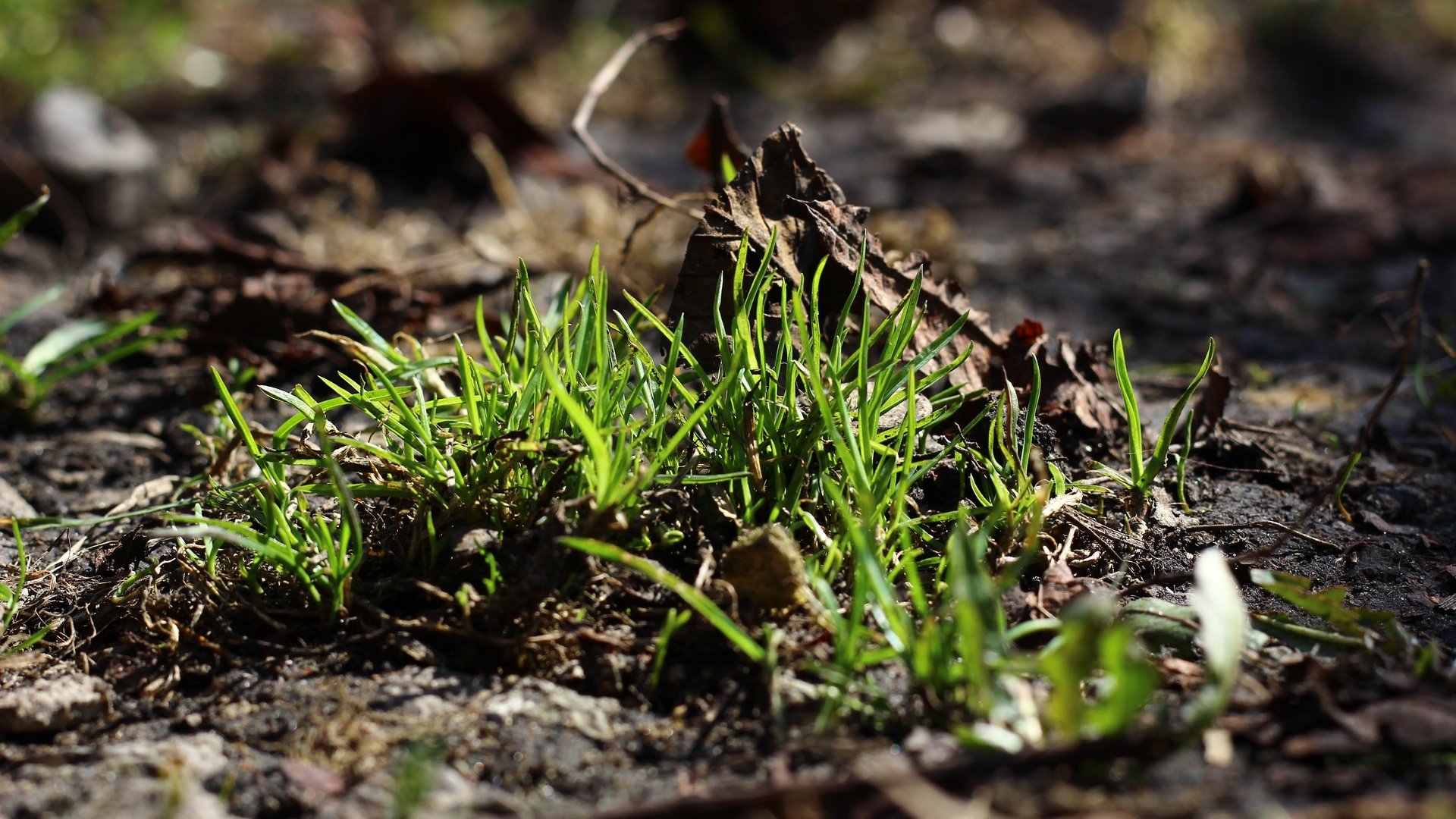 Обои трава, земля, природа, зелень, макро, фон, grass, earth, nature, greens, macro, background разрешение 5184x3456 Загрузить