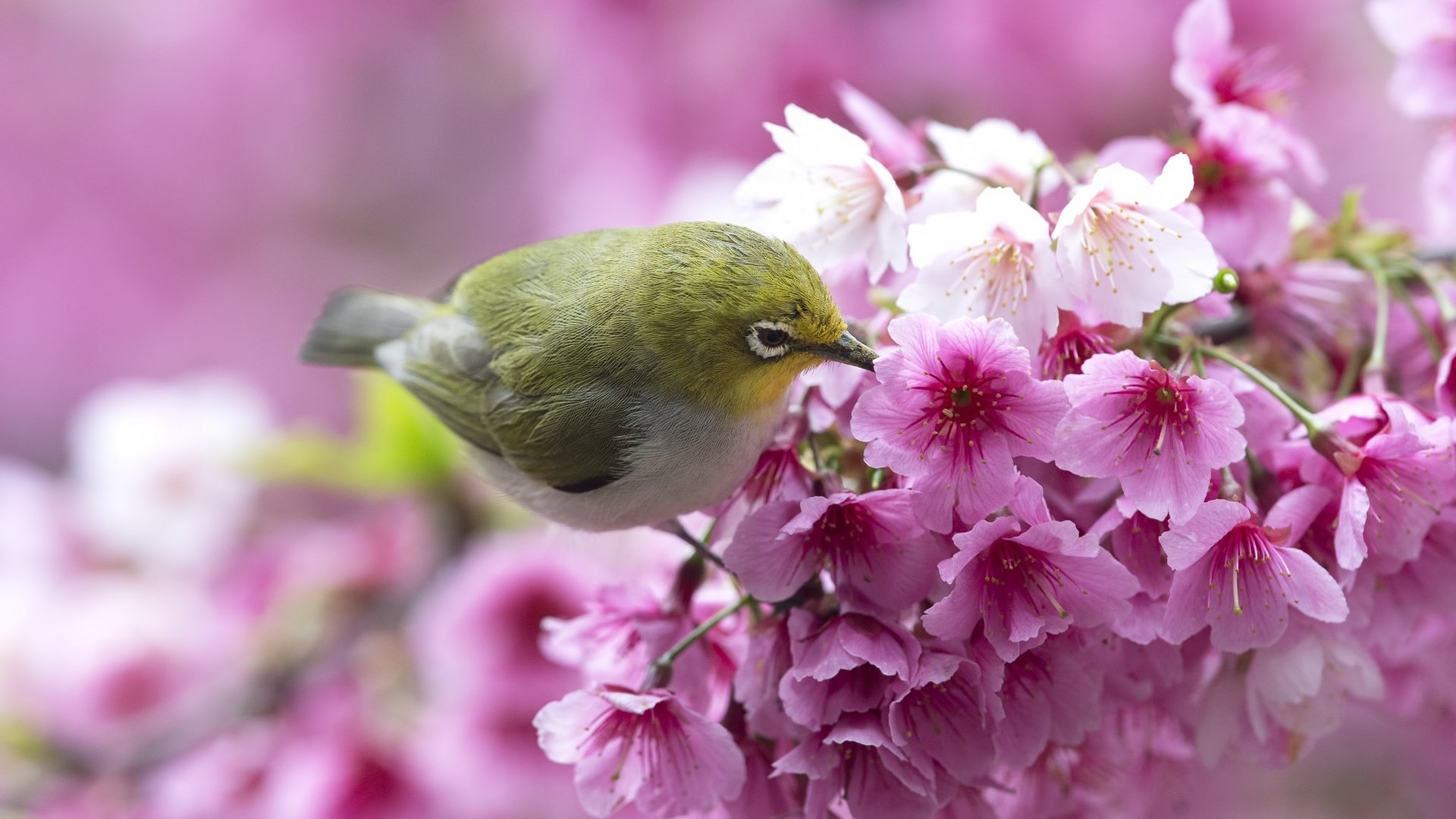 Обои цветы, ветка, птица, весна, сакура, белоглазка, flowers, branch, bird, spring, sakura, white-eyed разрешение 2048x1365 Загрузить