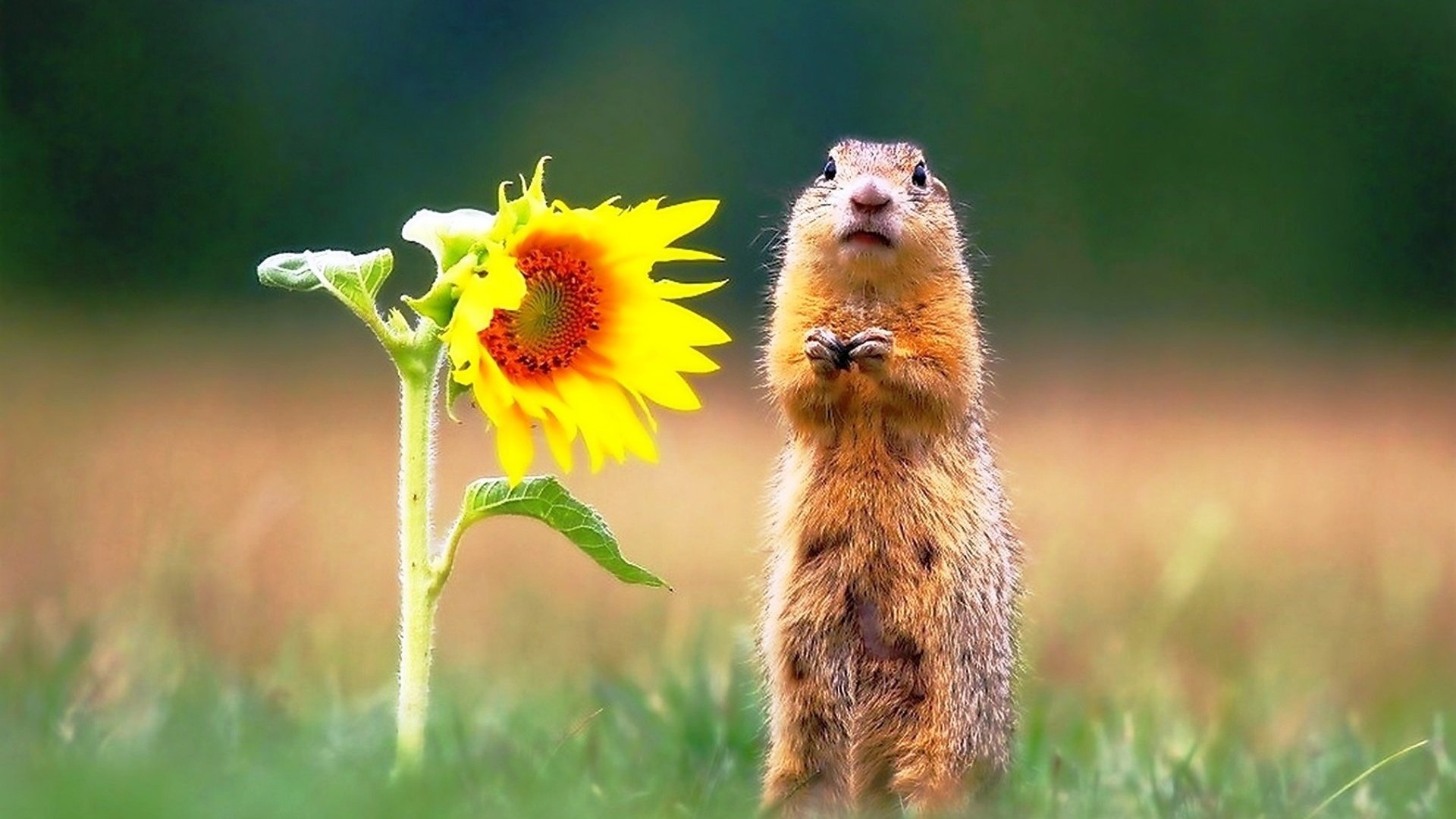 Обои трава, цветок, подсолнух, животное, стоит, суслик, grass, flower, sunflower, animal, is, gopher разрешение 1920x1331 Загрузить