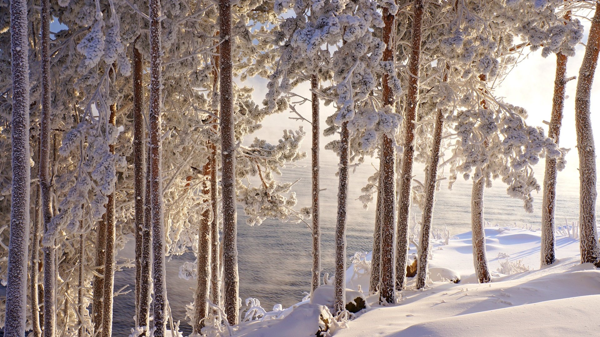 Обои деревья, вода, снег, зима, стволы, иней, красота, сугробы, trees, water, snow, winter, trunks, frost, beauty, the snow разрешение 2400x1595 Загрузить
