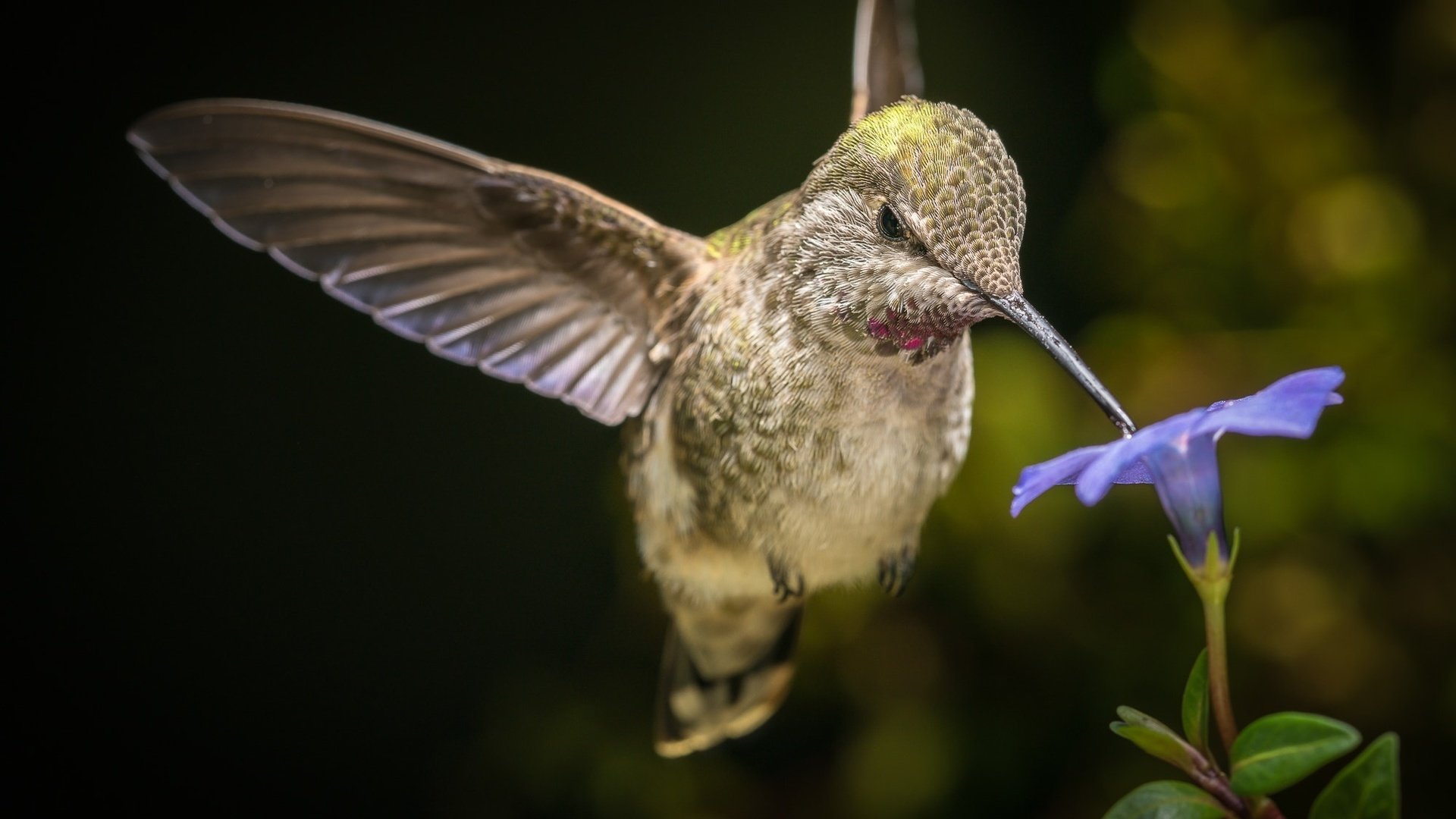 Обои макро, цветок, крылья, птица, клюв, колибри, боке, macro, flower, wings, bird, beak, hummingbird, bokeh разрешение 2000x1334 Загрузить